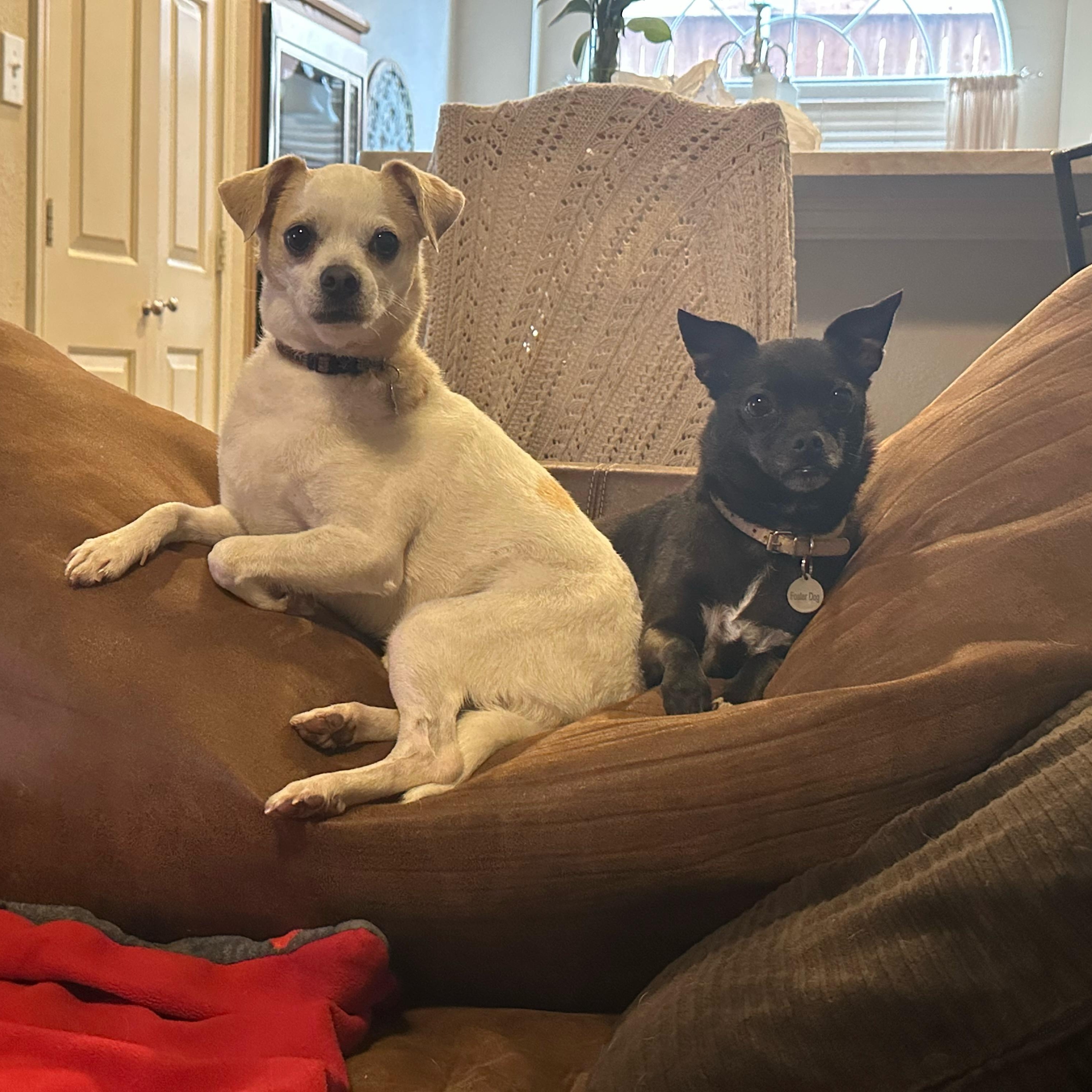 Enlarge Snowflake, a ADOPTABLE mixed breed in Plano, TX image 3/3