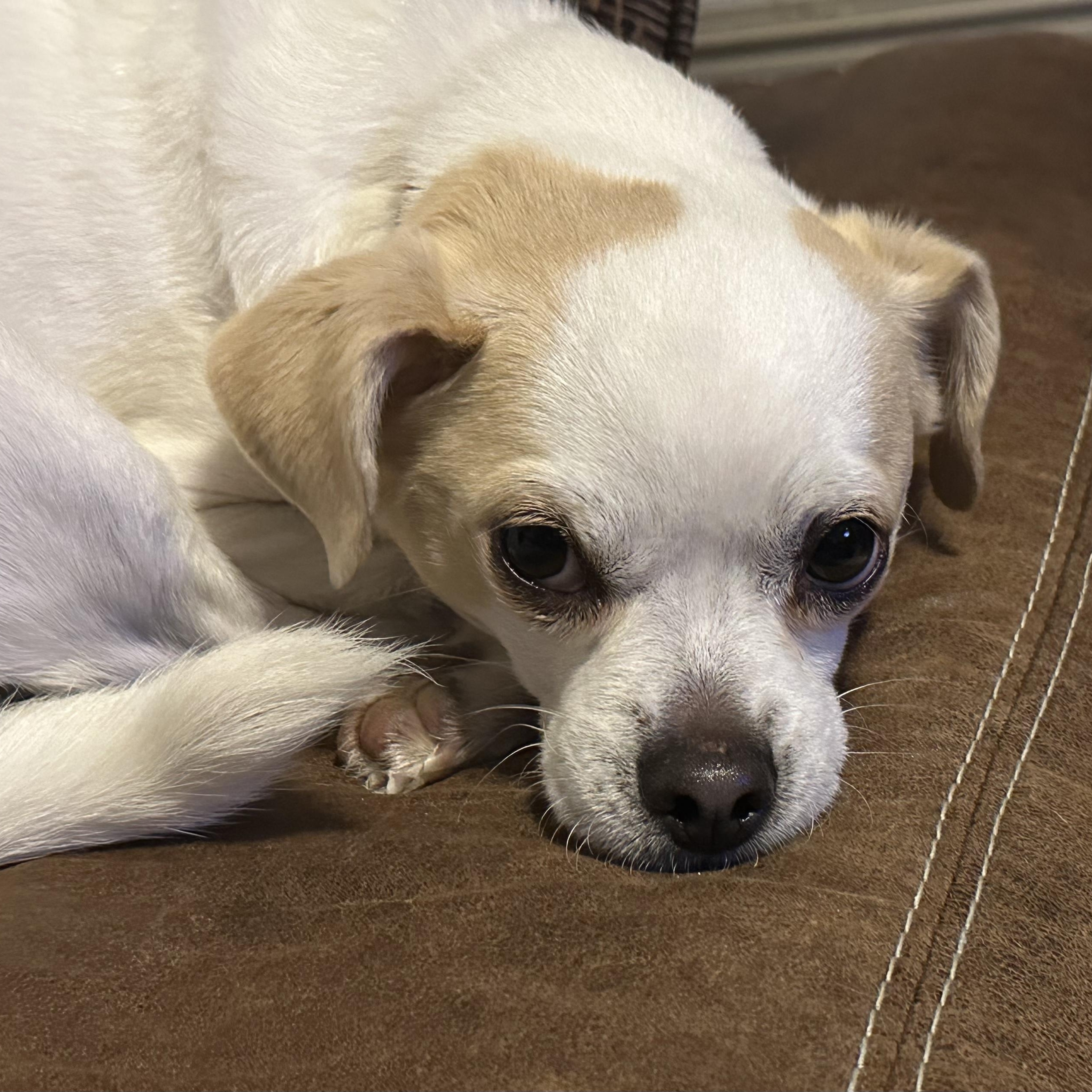 Enlarge Snowflake, a ADOPTABLE mixed breed in Plano, TX image 2/3