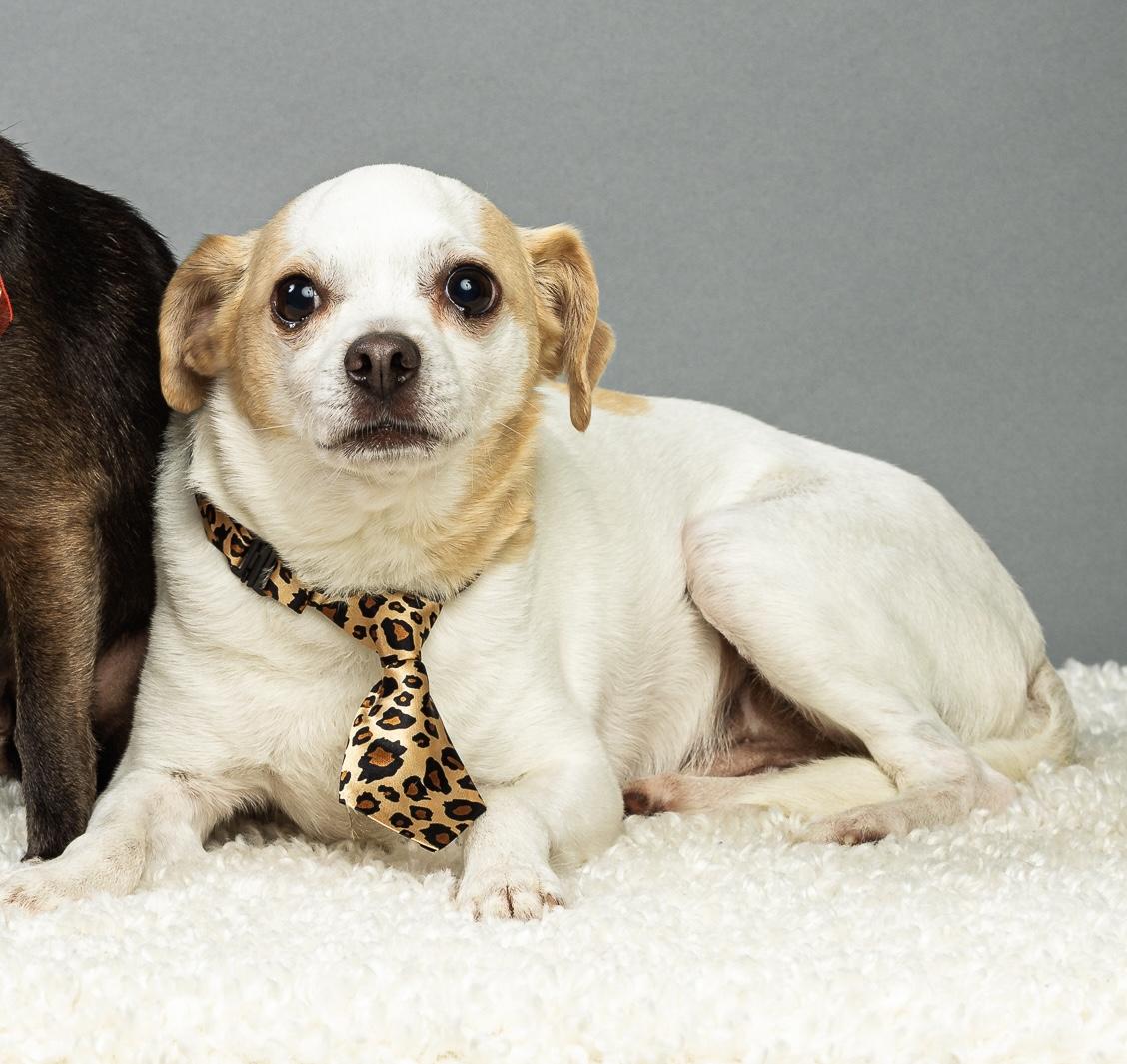 Snowball, ADOPTABLE, Adult Male Chihuahua & Beagle.