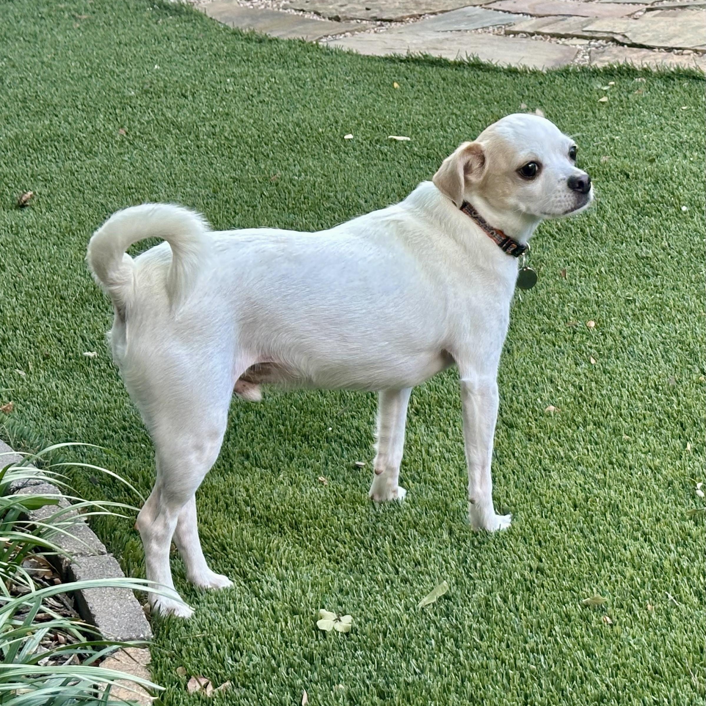 Snowball, a ADOPTABLE mixed breed in Plano, TX image 1/5