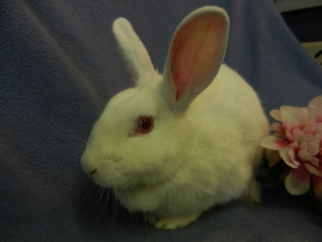 Delphine, a Adoptable Florida White in Plymouth, MI image 1/6