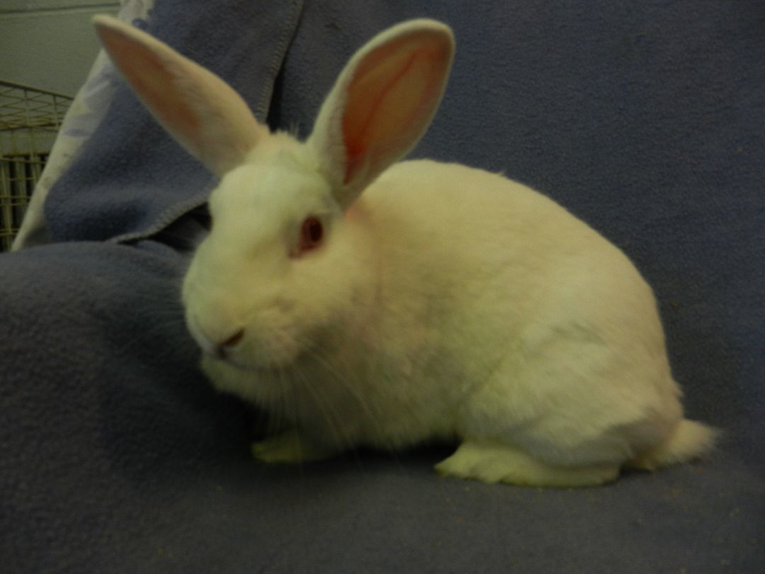 Delphine, a Adoptable Florida White in Plymouth, MI image 2/6