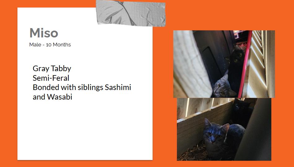 Enlarge Barn Kitties, a ADOPTABLE Domestic Short Hair in Bentonville, AR image 3/6