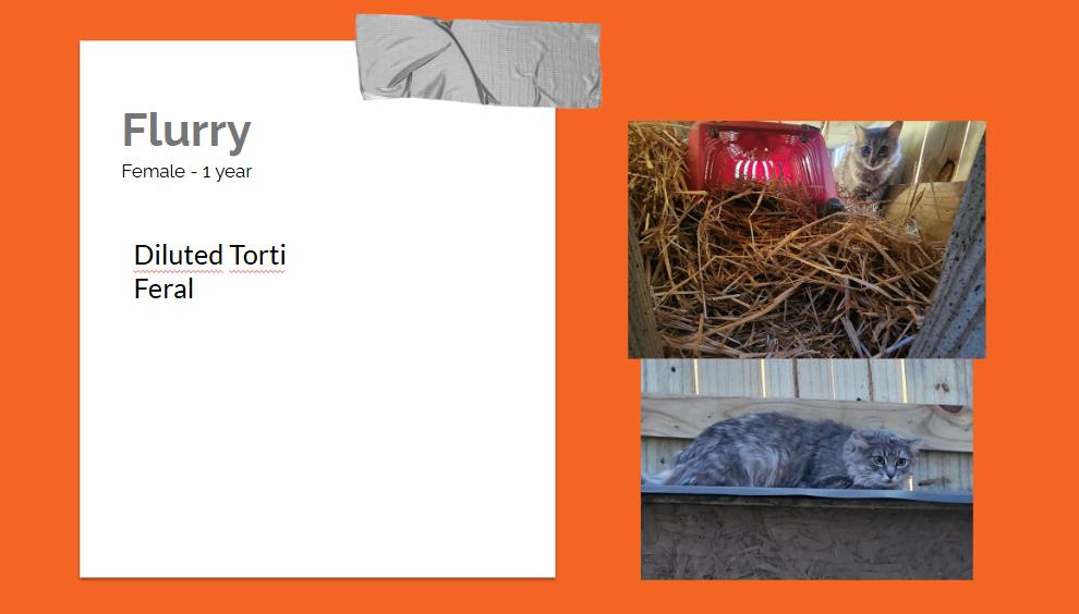 Enlarge Barn Kitties, a ADOPTABLE Domestic Short Hair in Bentonville, AR image 2/6