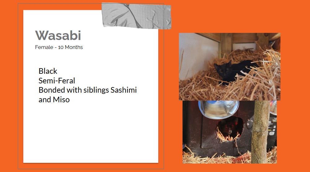 Enlarge Barn Kitties, a ADOPTABLE Domestic Short Hair in Bentonville, AR image 4/6