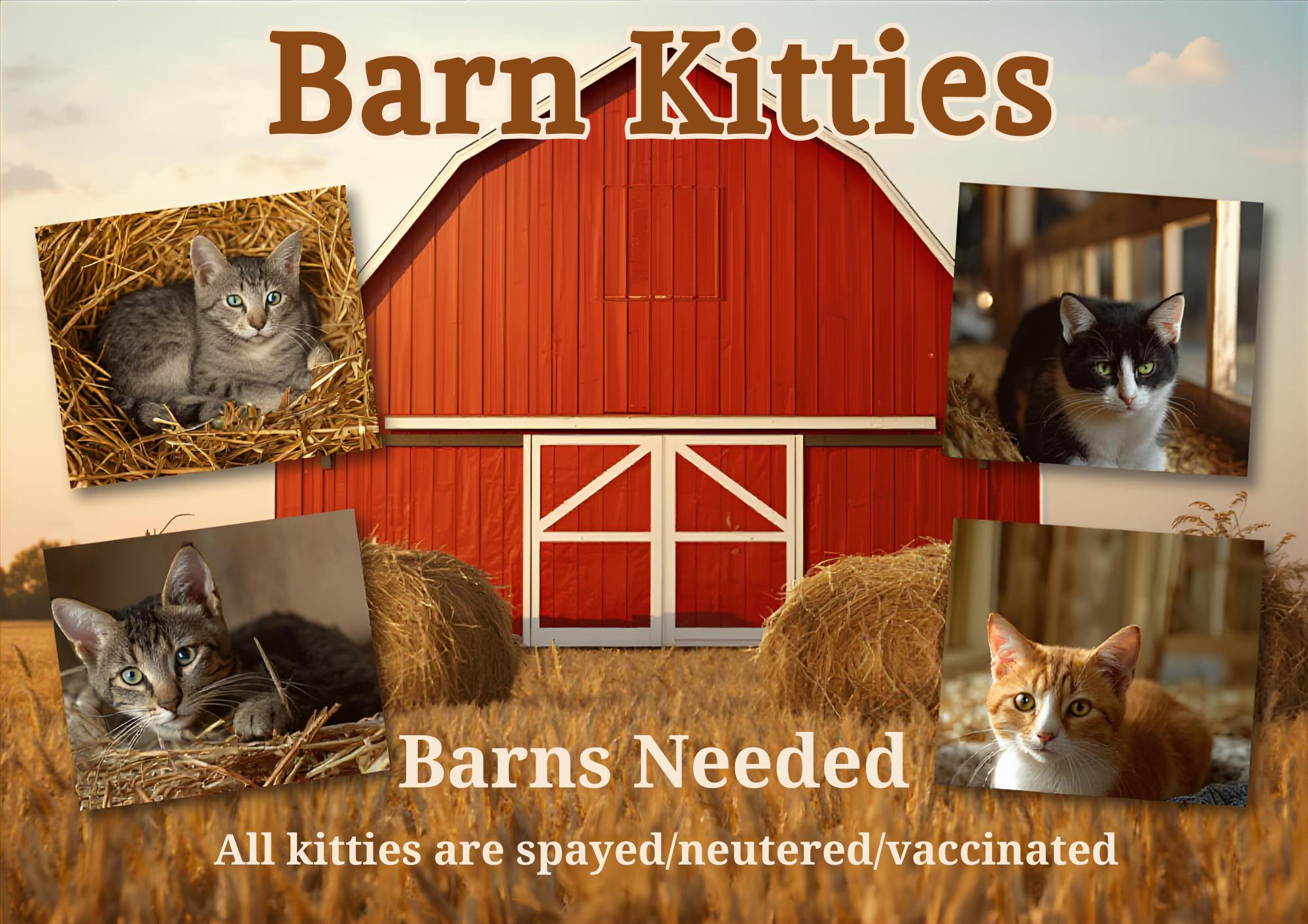 Barn Kitties, ADOPTABLE, Adult Male Domestic Short Hair.
