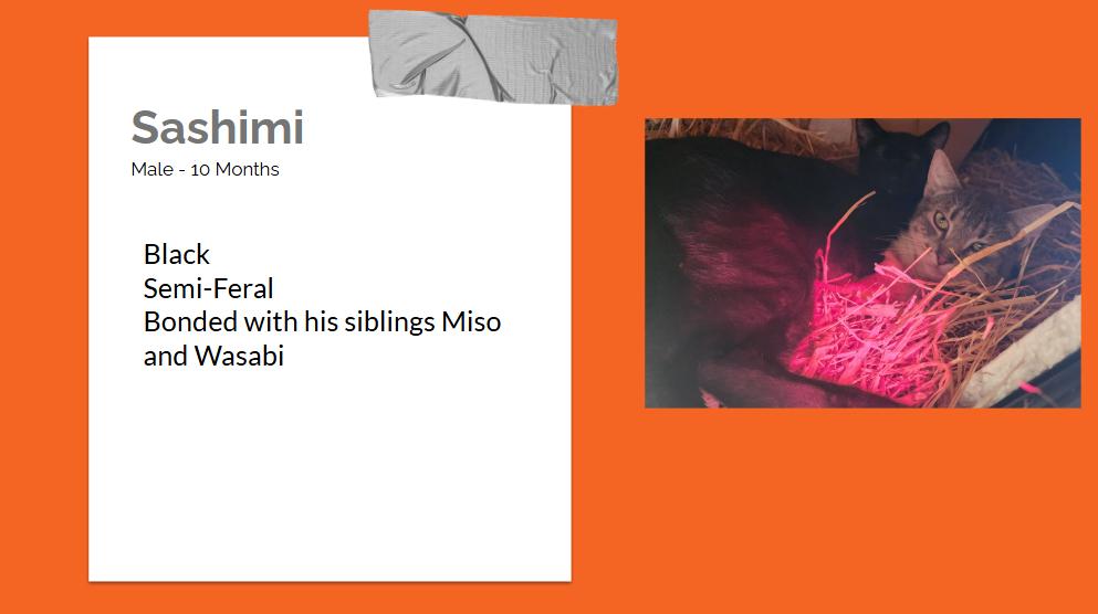 Enlarge Barn Kitties, a ADOPTABLE Domestic Short Hair in Bentonville, AR image 6/6