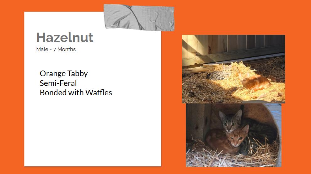 Enlarge Barn Kitties, a ADOPTABLE Domestic Short Hair in Bentonville, AR image 5/6