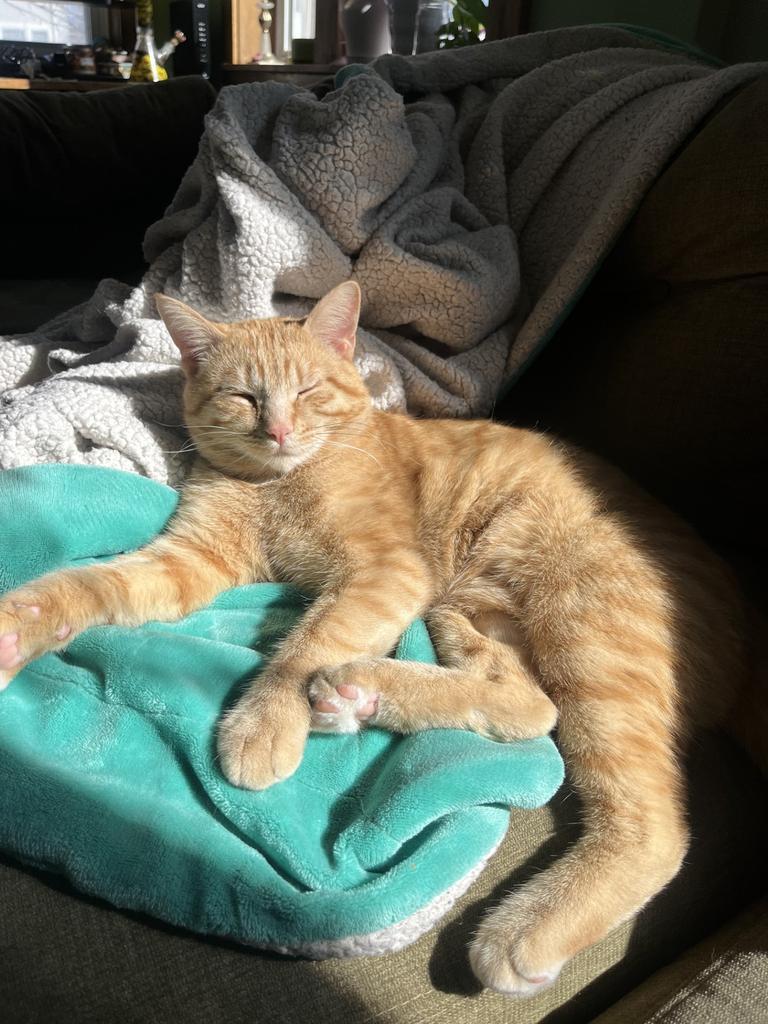 Bubba Alfred, Adoptable, Adult Male Domestic Short Hair.