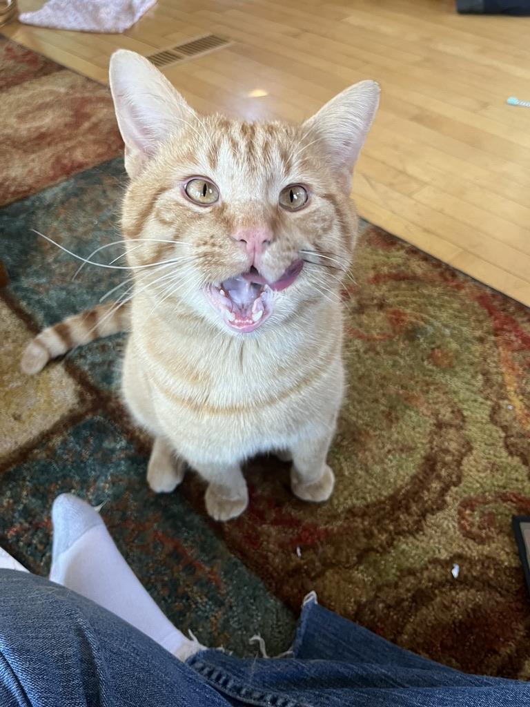 Enlarge Bubba Alfred, a Adoptable mixed breed in Saint Paul, MN image 2/6