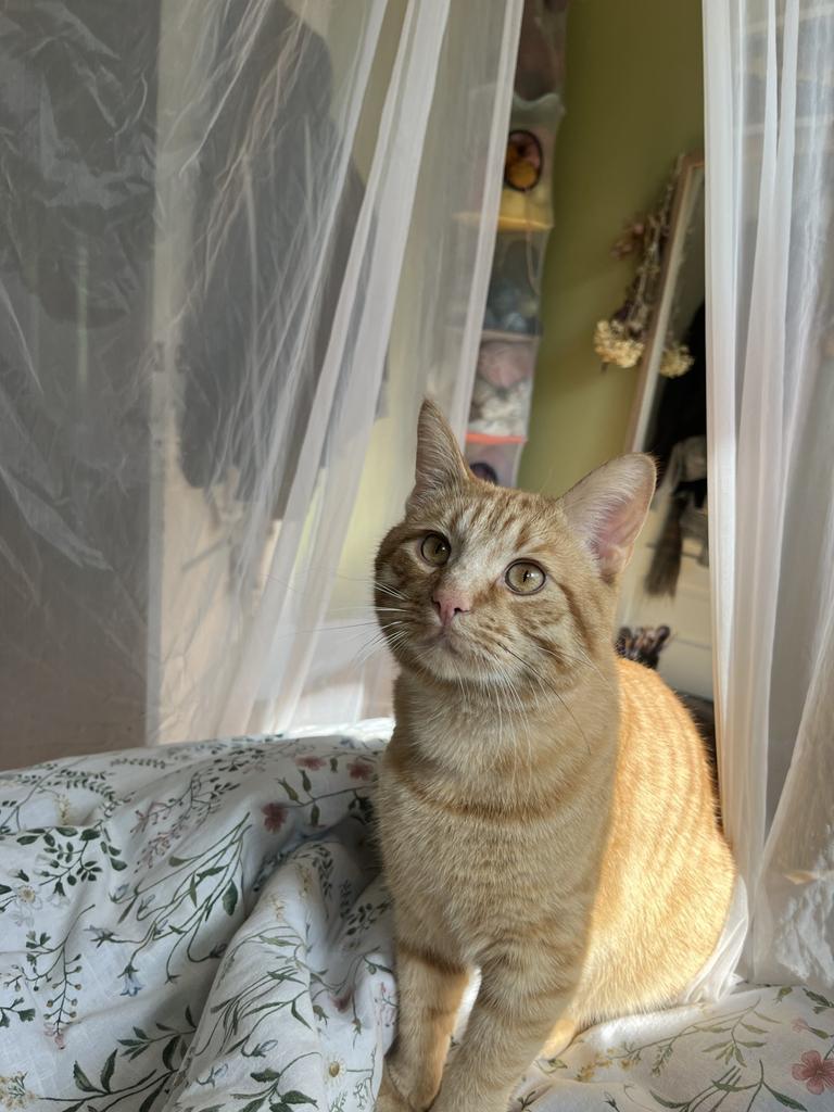 Enlarge Bubba Alfred, a Adoptable mixed breed in Saint Paul, MN image 5/6