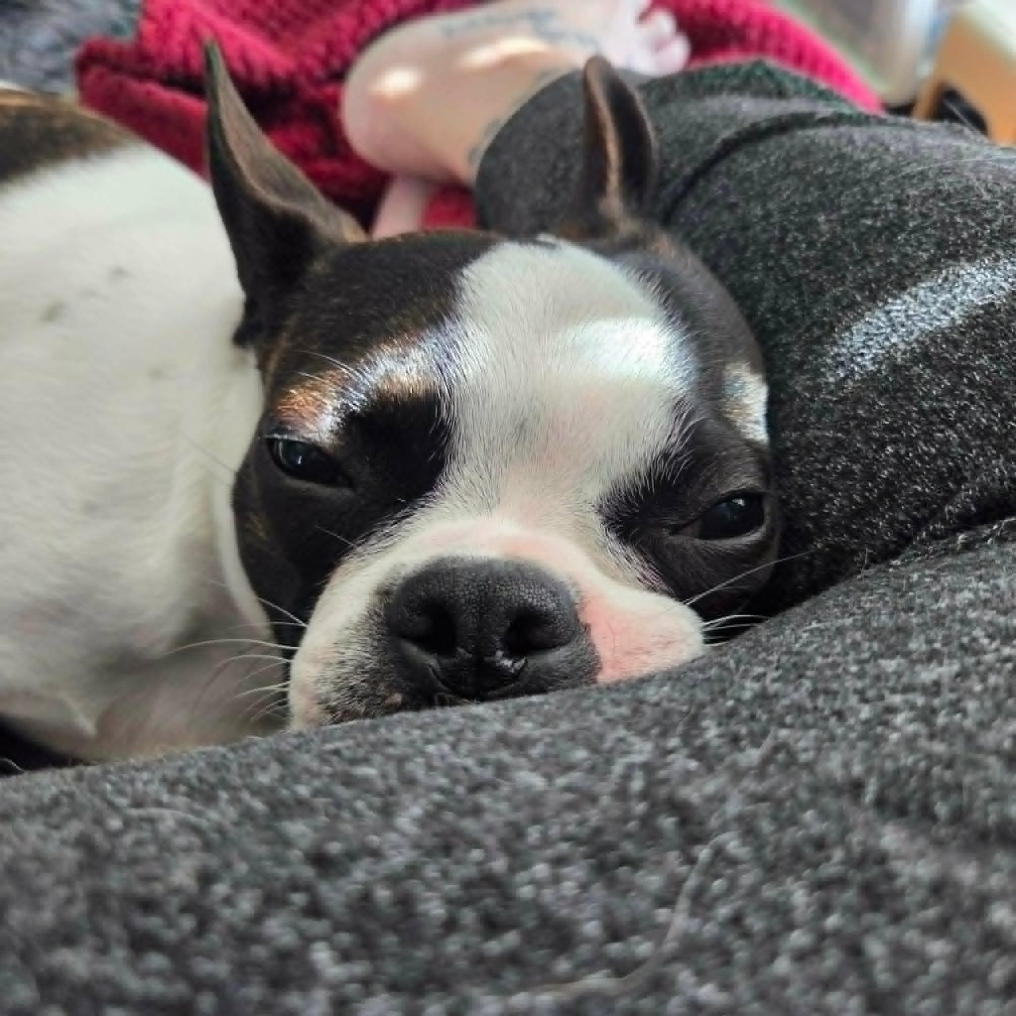 Charlie, a ADOPTABLE Boston Terrier in Niskayuna, NY image 2/6