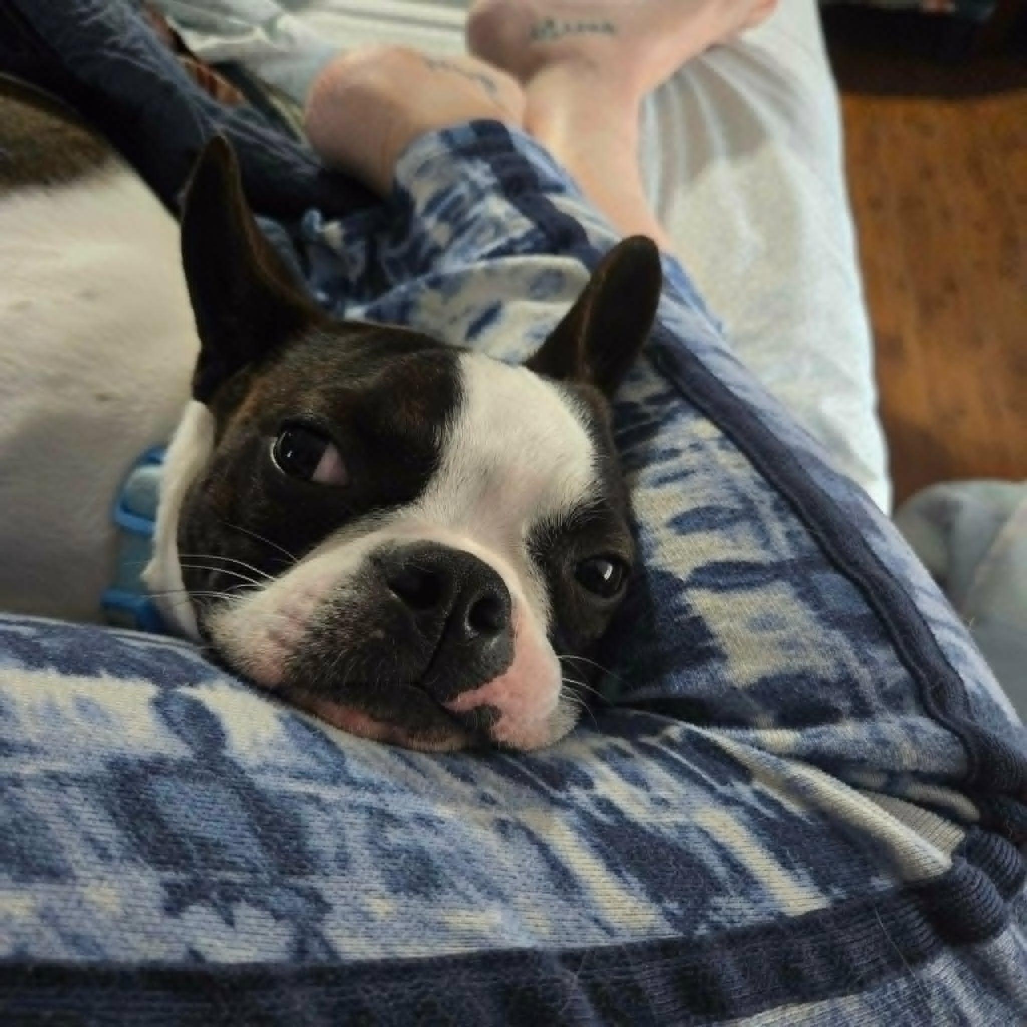 Charlie, a ADOPTABLE Boston Terrier in Niskayuna, NY image 5/6