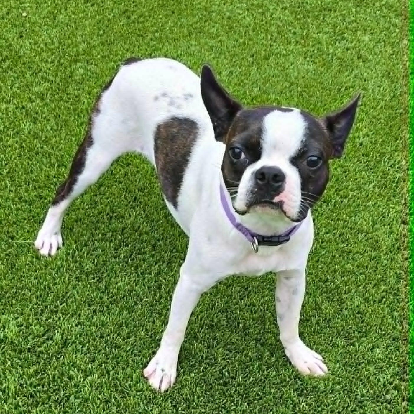 Charlie, ADOPTABLE, Young Male Boston Terrier.