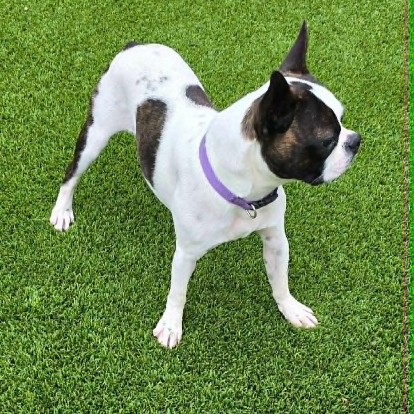 Charlie, a ADOPTABLE Boston Terrier in Niskayuna, NY image 6/6