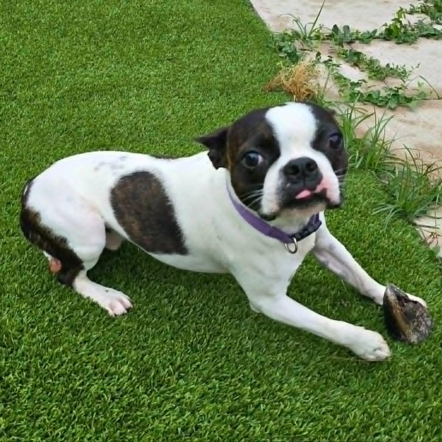 Charlie, a ADOPTABLE Boston Terrier in Niskayuna, NY image 4/6