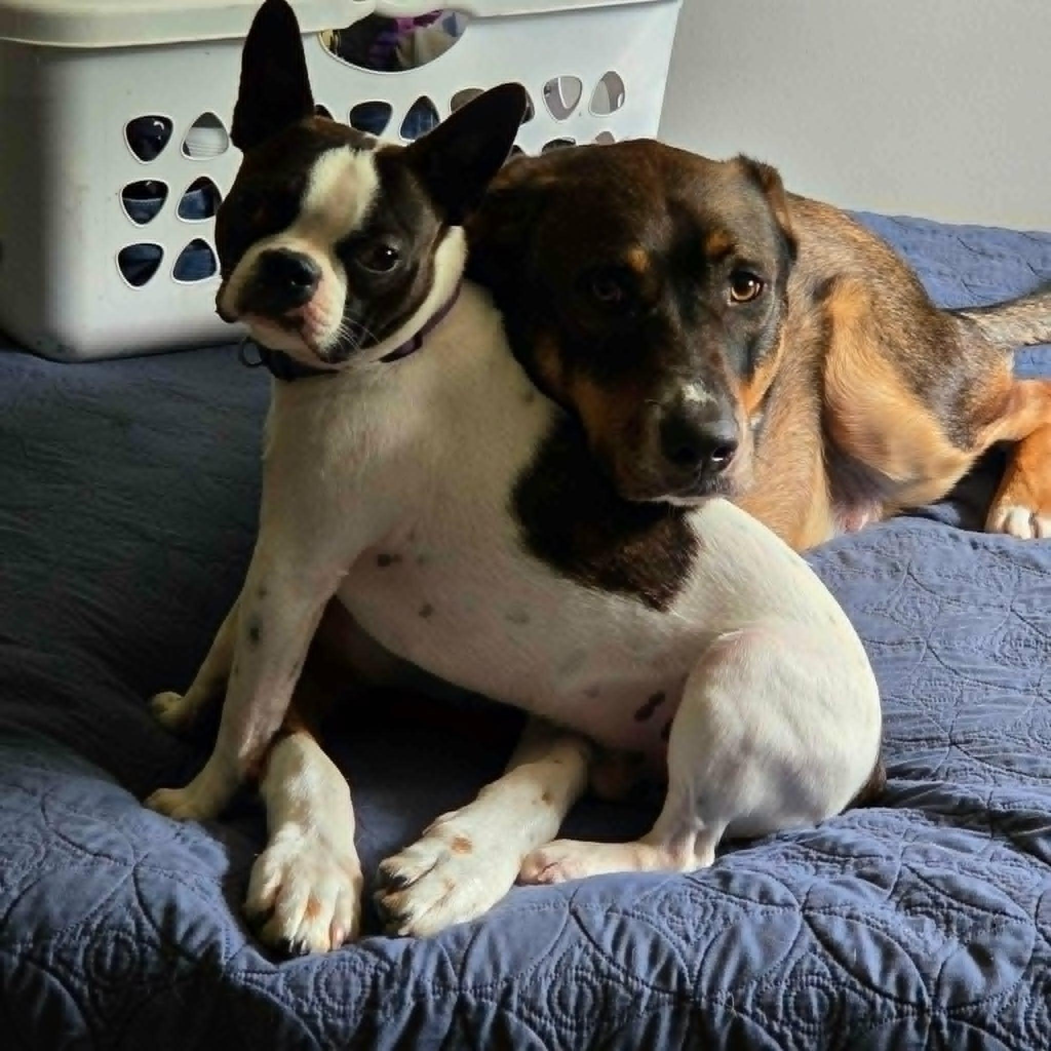 Charlie, a ADOPTABLE Boston Terrier in Niskayuna, NY image 3/6