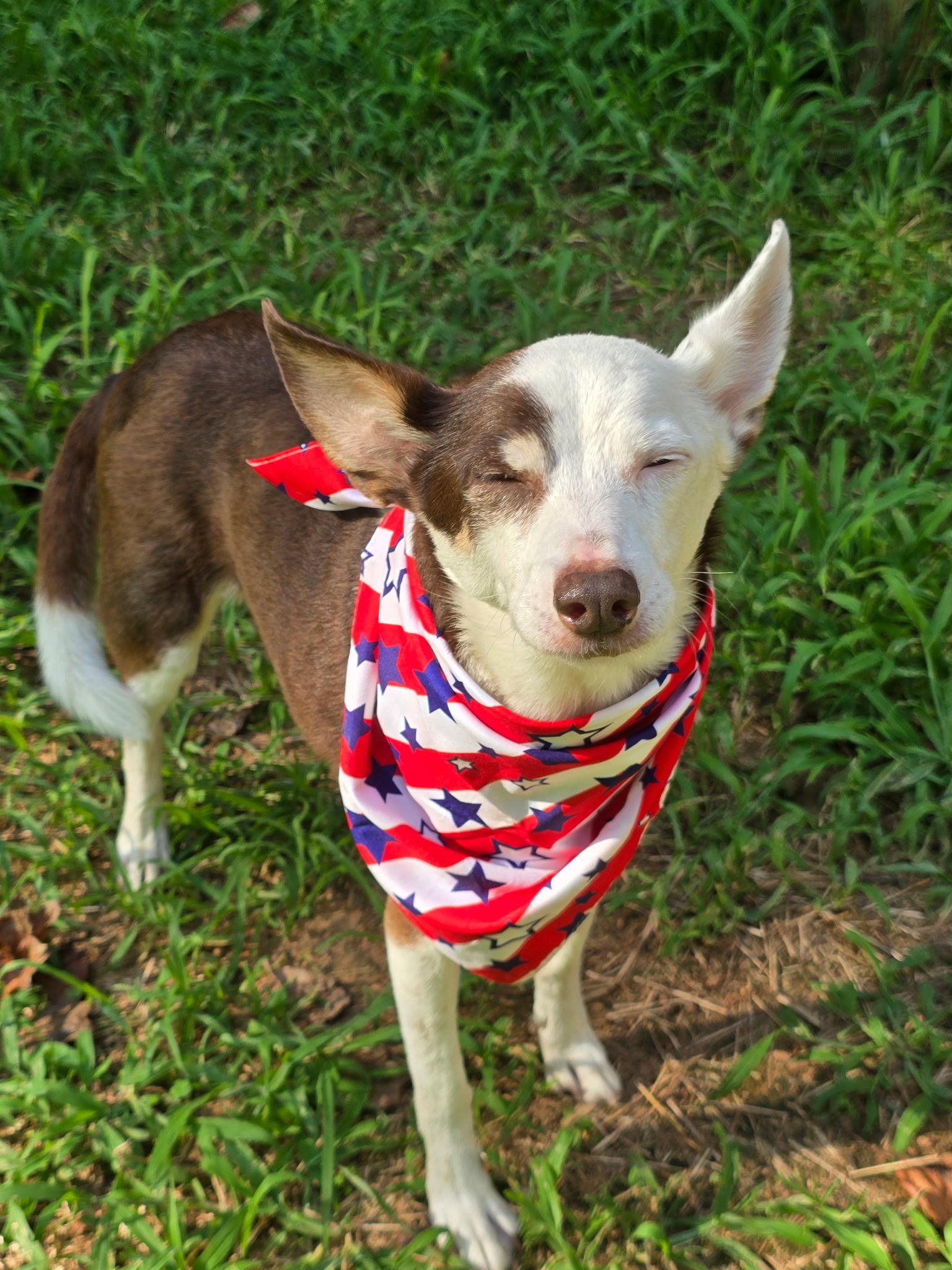 Enlarge Rascal, a Adoptable mixed breed in Jackson, GA image 2/6