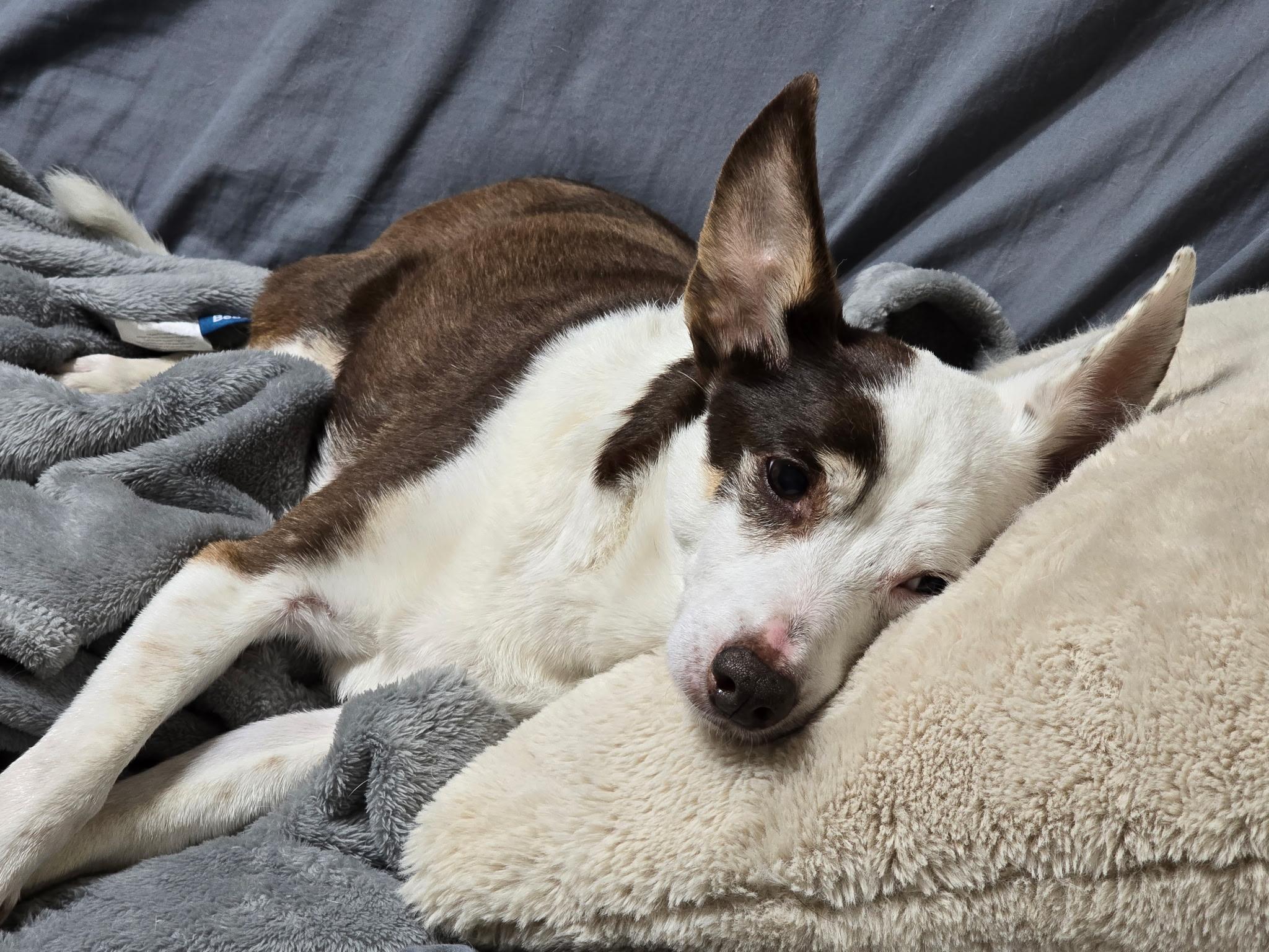 Enlarge Rascal, a Adoptable mixed breed in Jackson, GA image 3/6