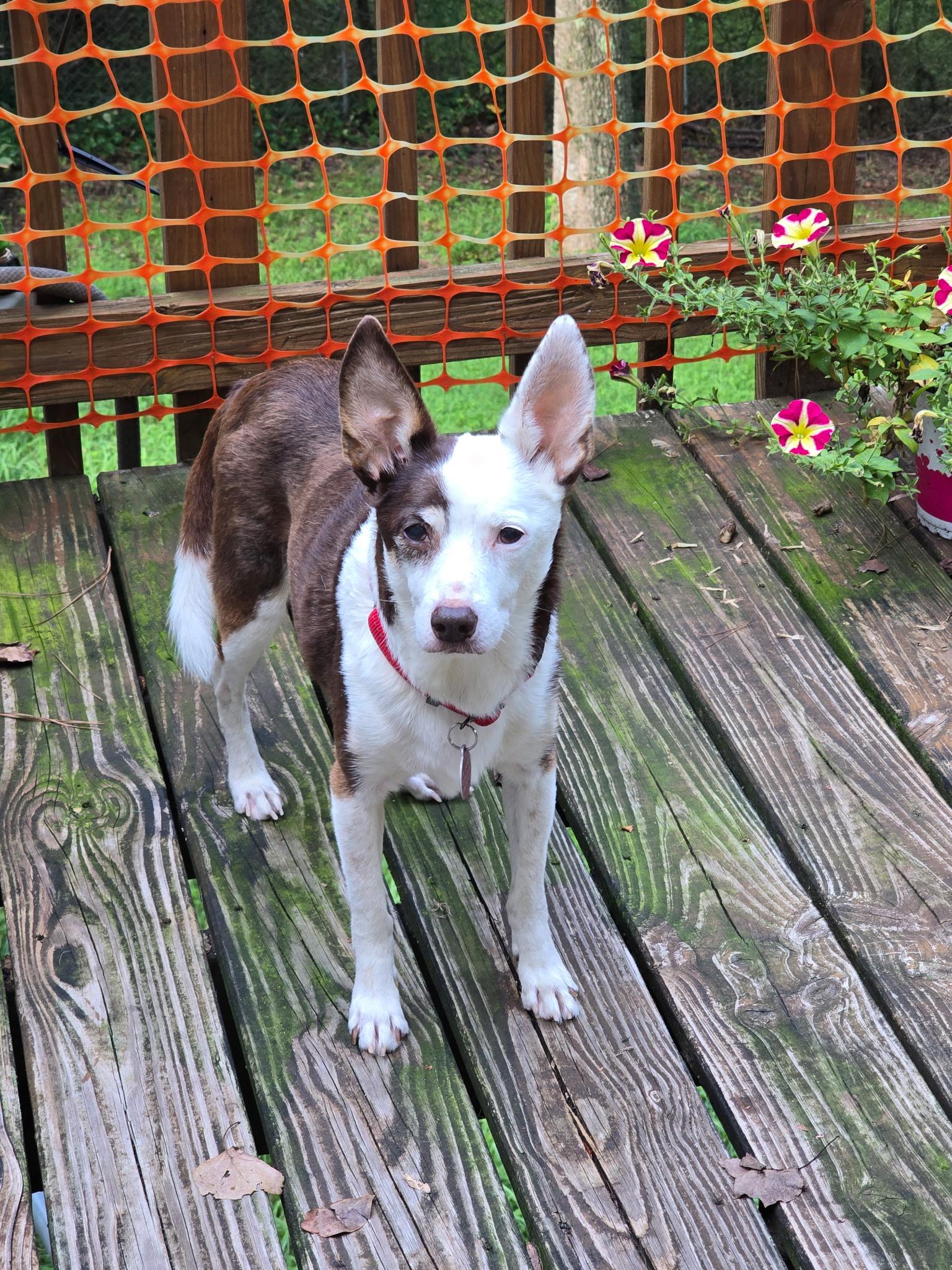 Enlarge Rascal, a Adoptable mixed breed in Jackson, GA image 4/6