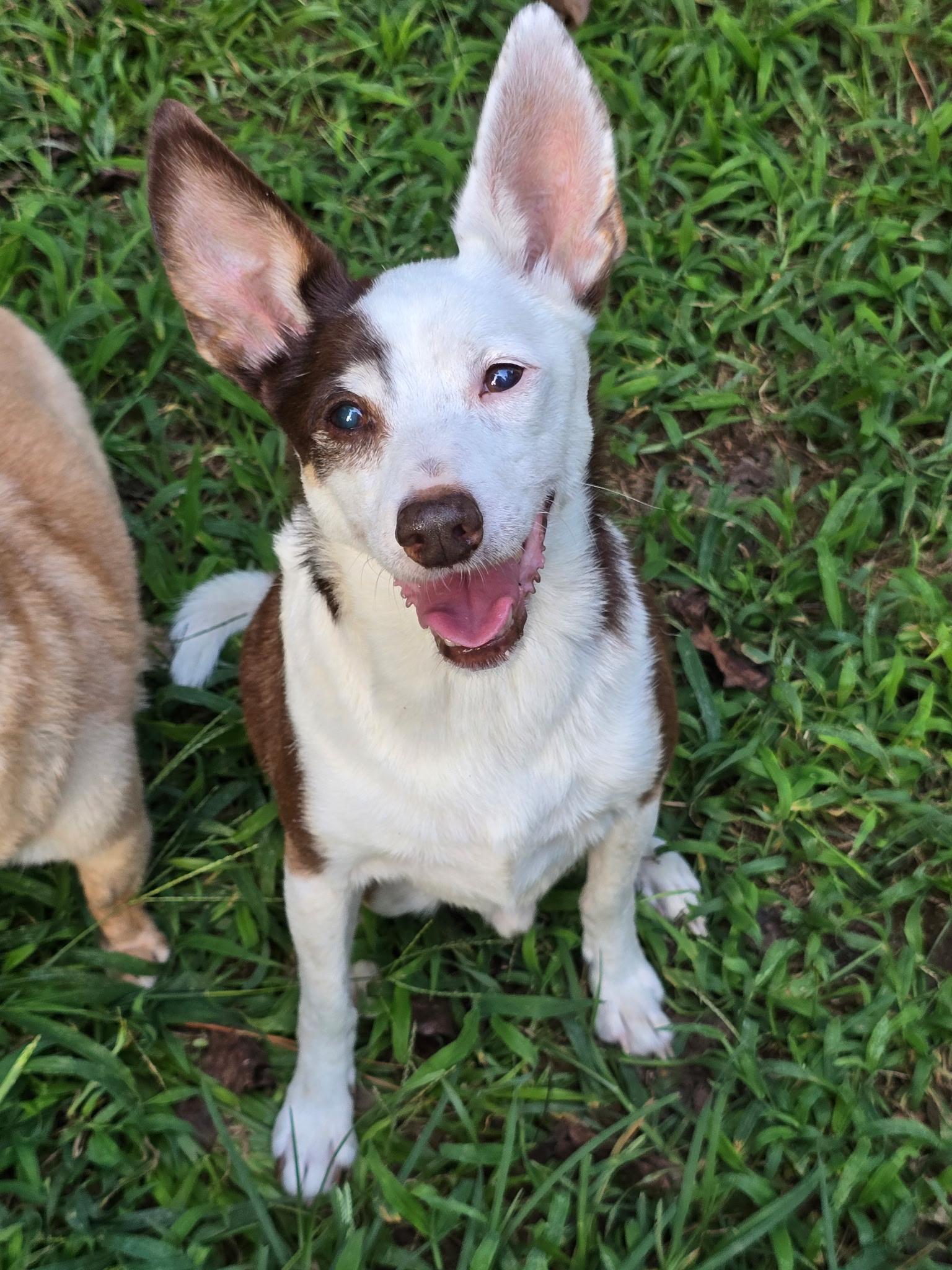 Enlarge Rascal, a Adoptable mixed breed in Jackson, GA image 5/6