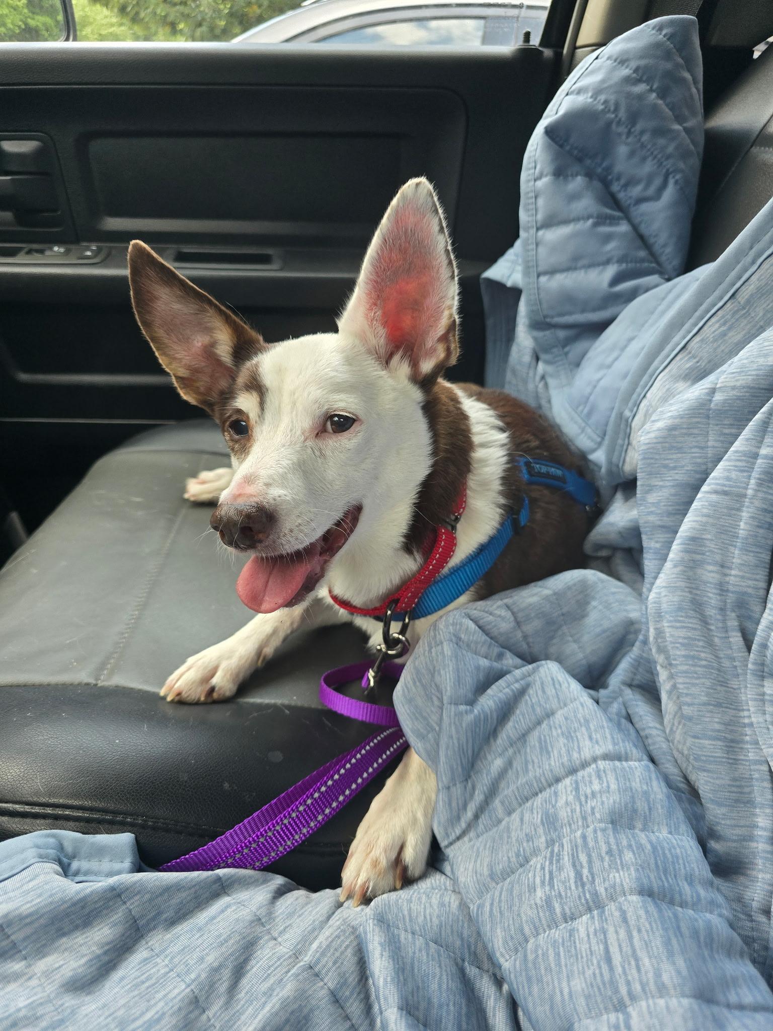 Enlarge Rascal, a Adoptable mixed breed in Jackson, GA image 6/6