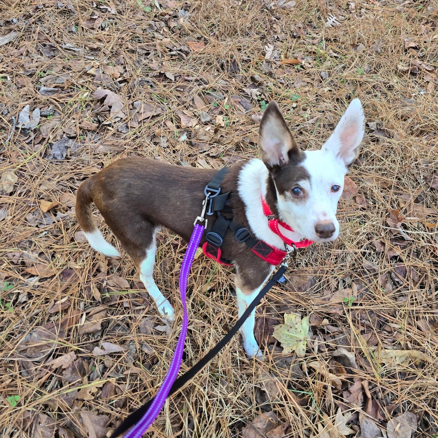 Rascal, a Adoptable mixed breed in Jackson, GA image 1/6