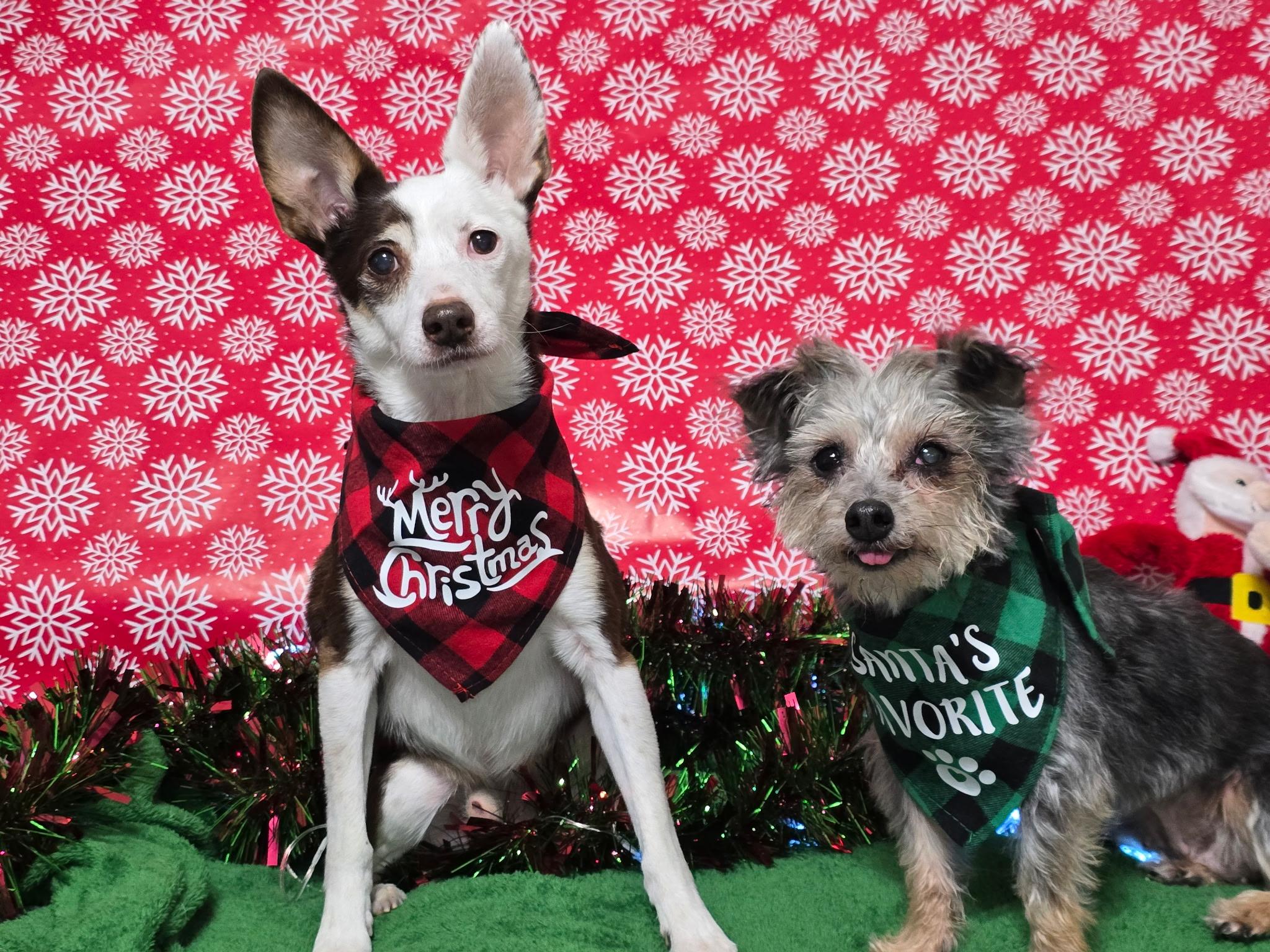 Rascal, a Adoptable mixed breed in Jackson, GA image 4/6