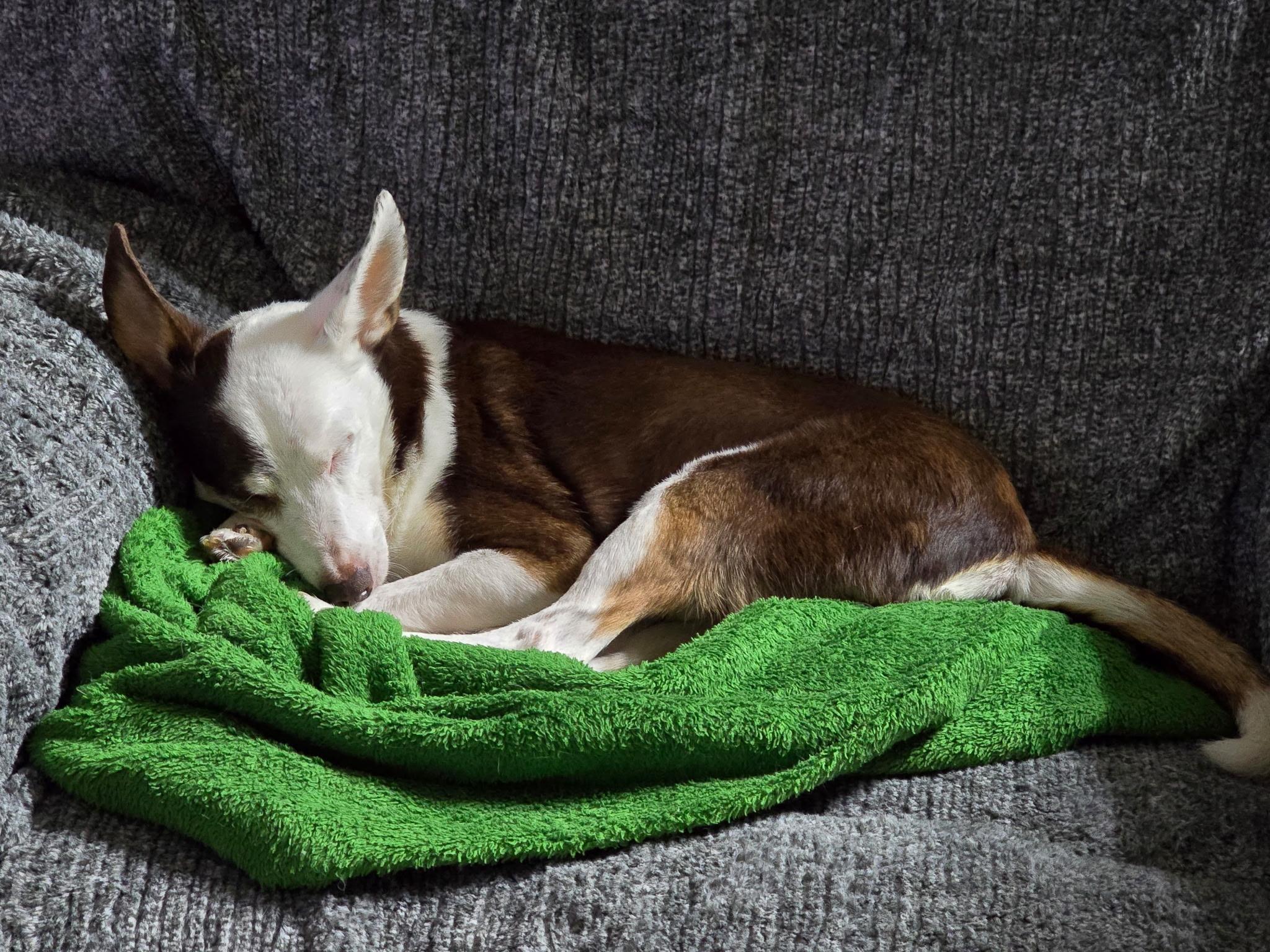 Rascal, a Adoptable mixed breed in Jackson, GA image 6/6