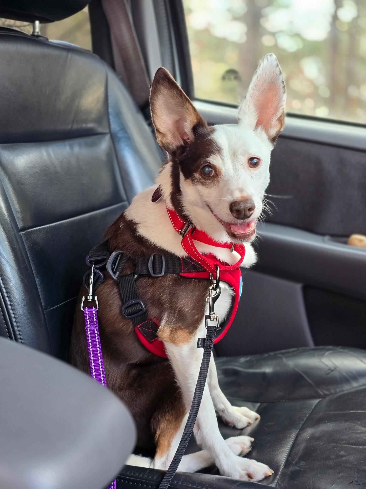 Rascal, a Adoptable mixed breed in Jackson, GA image 5/6