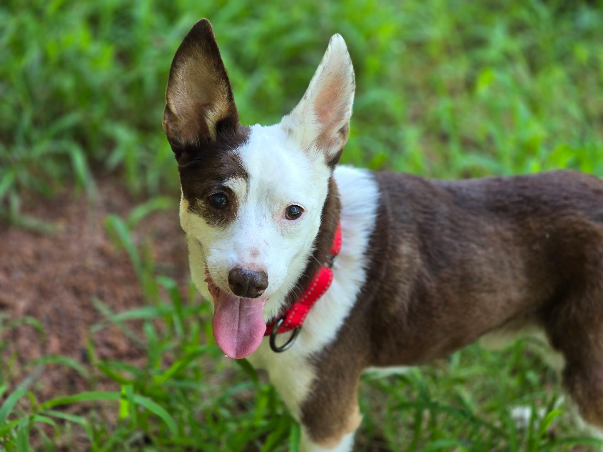 Rascal, Adoptable, Senior Male Mixed Breed.