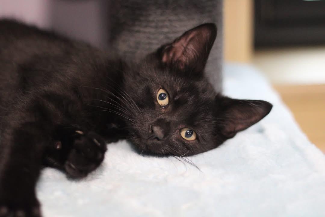 JT, Baby Male Domestic Short Hair