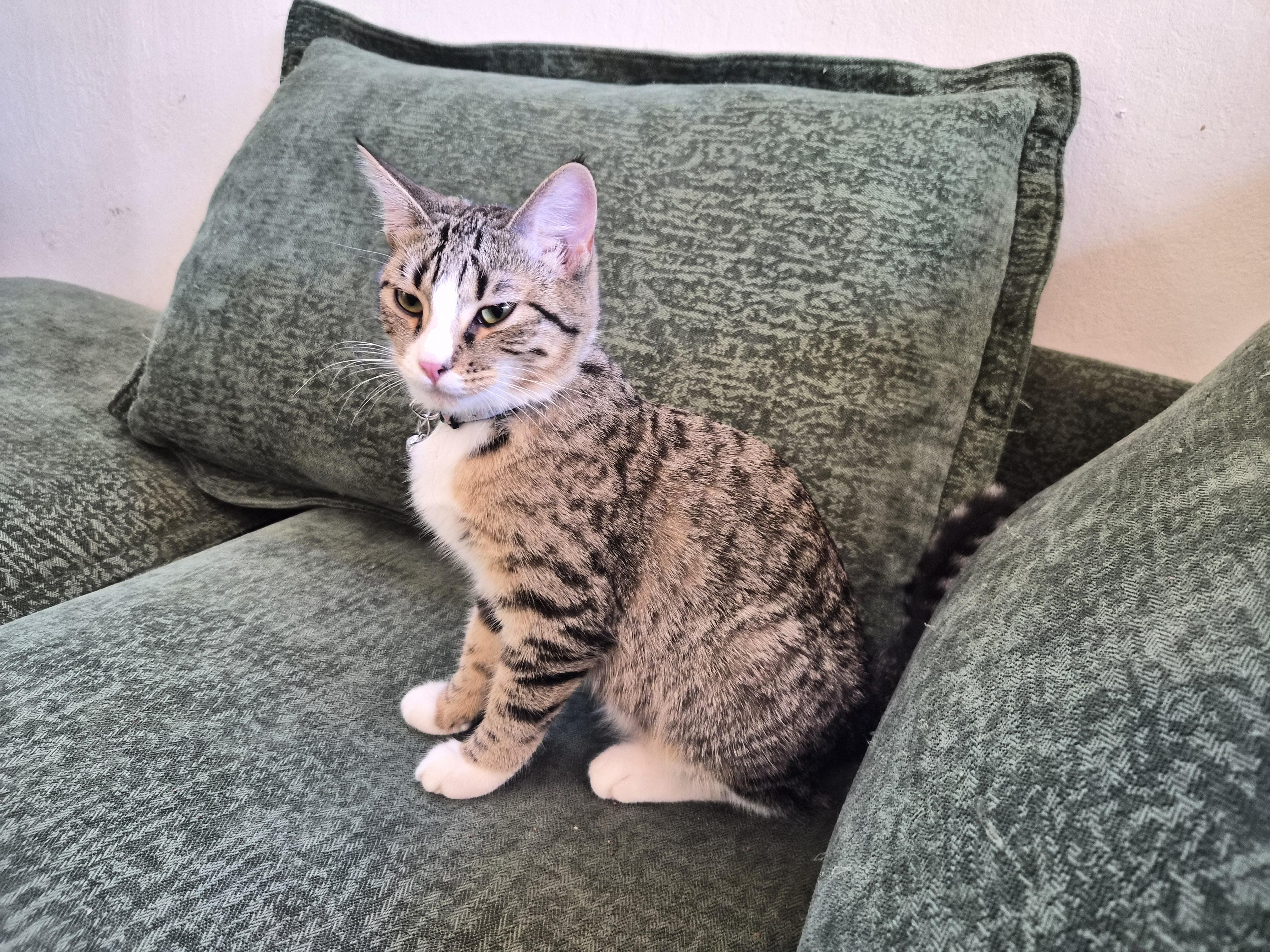 Enlarge Peach, a Adoptable Domestic Short Hair in Crockett, CA image 2/2