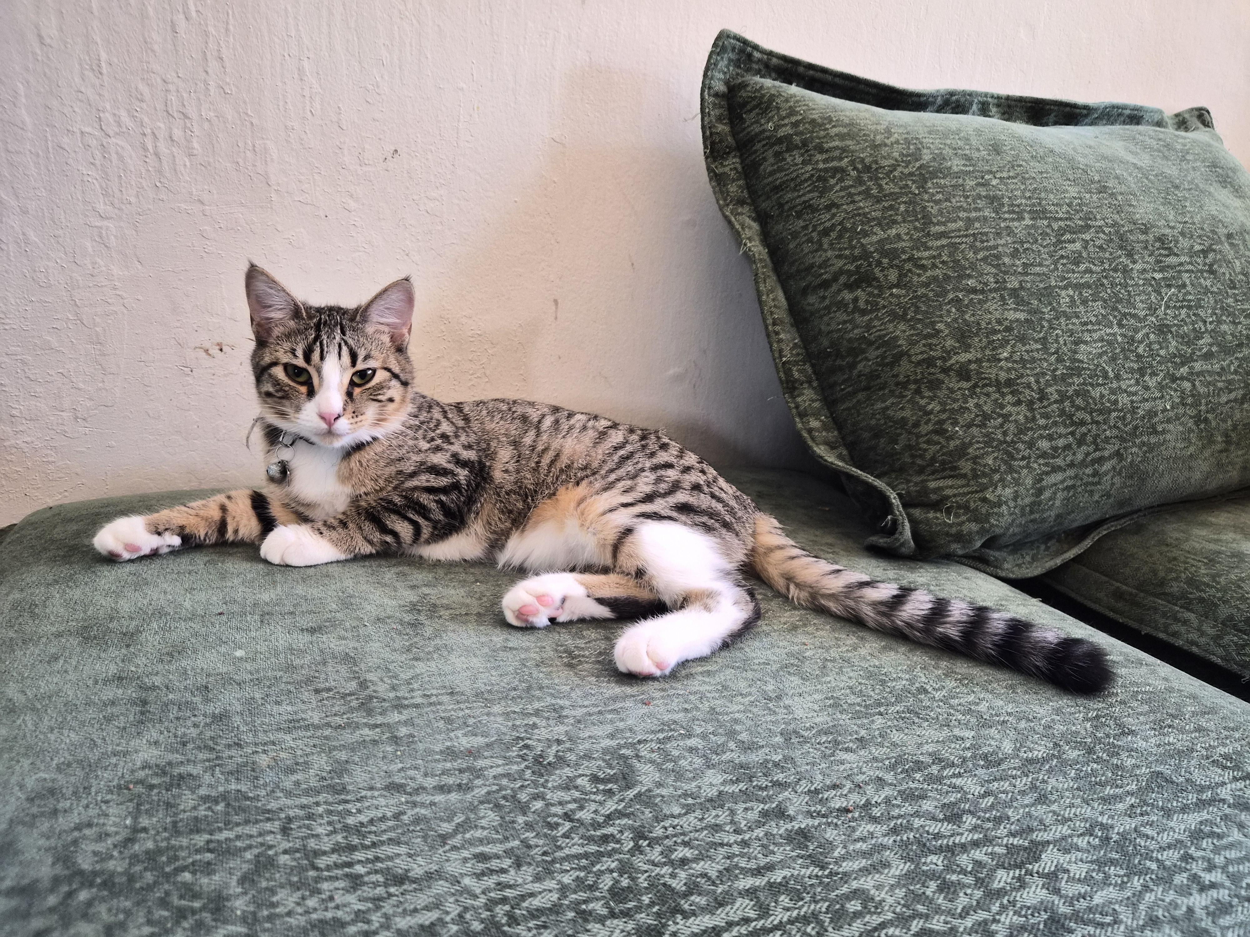Enlarge Peach, a Adoptable Domestic Short Hair in Crockett, CA image 1/2
