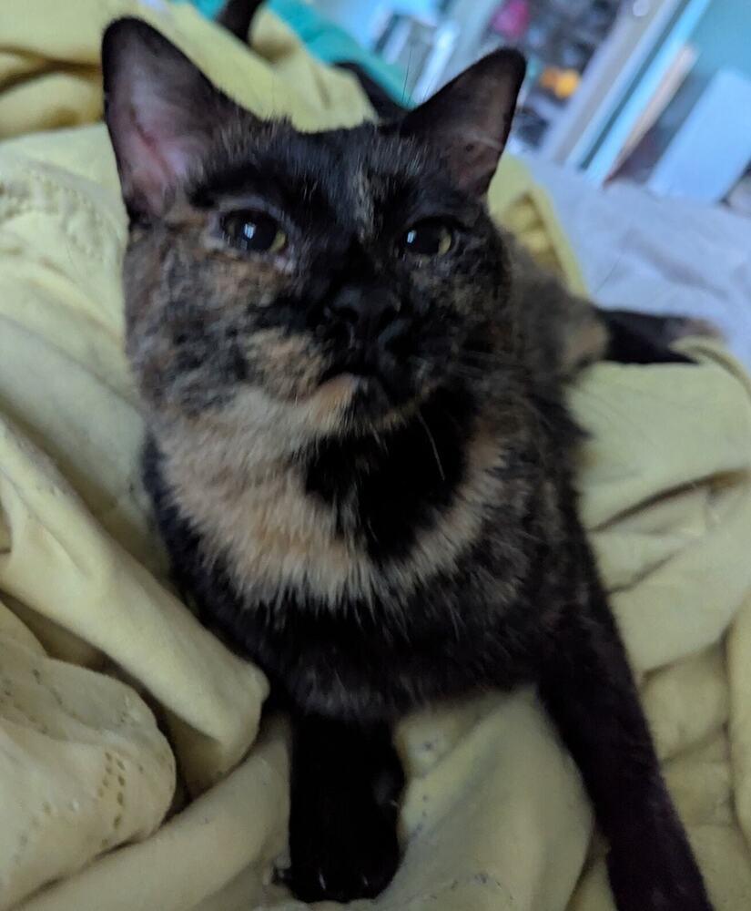 Flip Flop, Adoptable, Adult Female Domestic Short Hair.