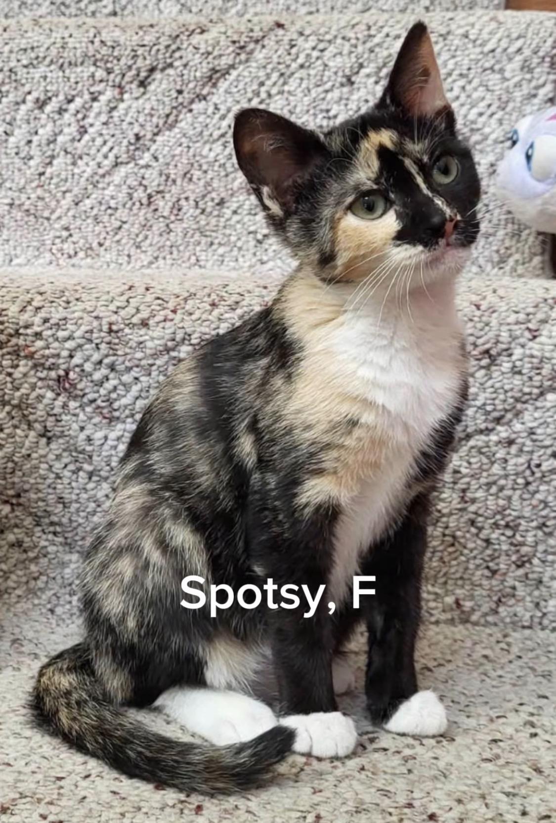 Enlarge Spotsy, a Adopted Calico in Shrewsbury, MA image 1/1