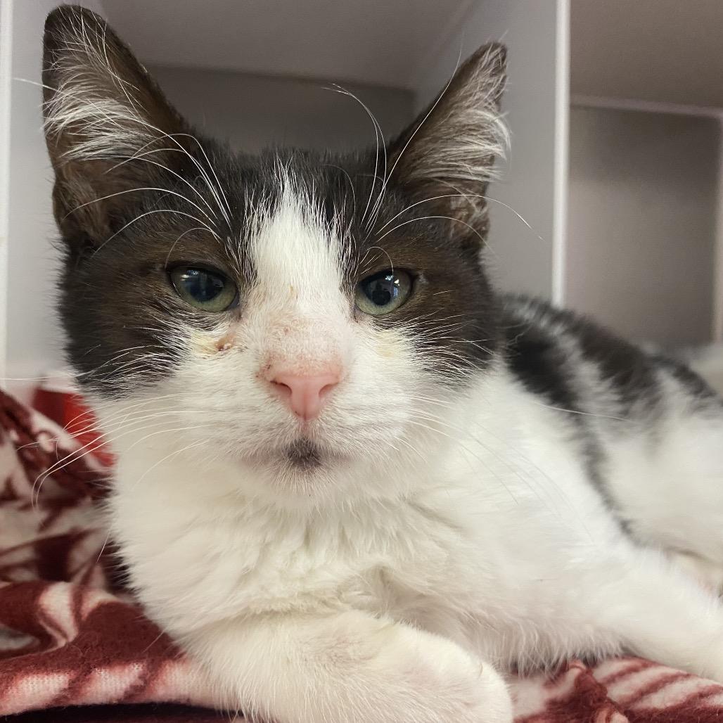 Enlarge Chocolate, a Adoptable Domestic Short Hair in Vineland, NJ image 3/3