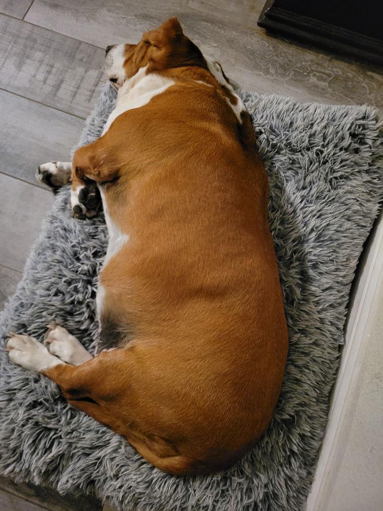 Enlarge Loretta, a Adoptable Basset Hound in Grapevine, TX image 1/2