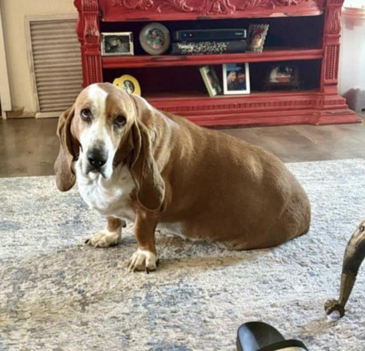 Enlarge Loretta, a Adoptable Basset Hound in Grapevine, TX image 2/2