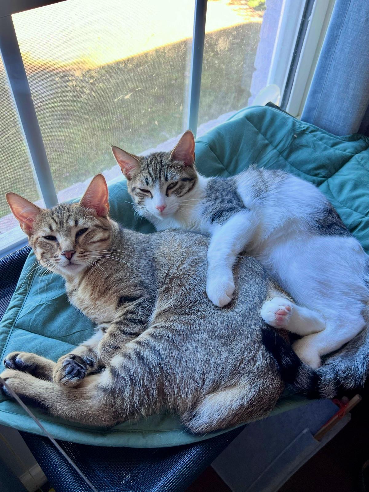 Enlarge Elias (bonded with Flynn), a Adoptable Domestic Short Hair in Atlanta, GA image 2/6