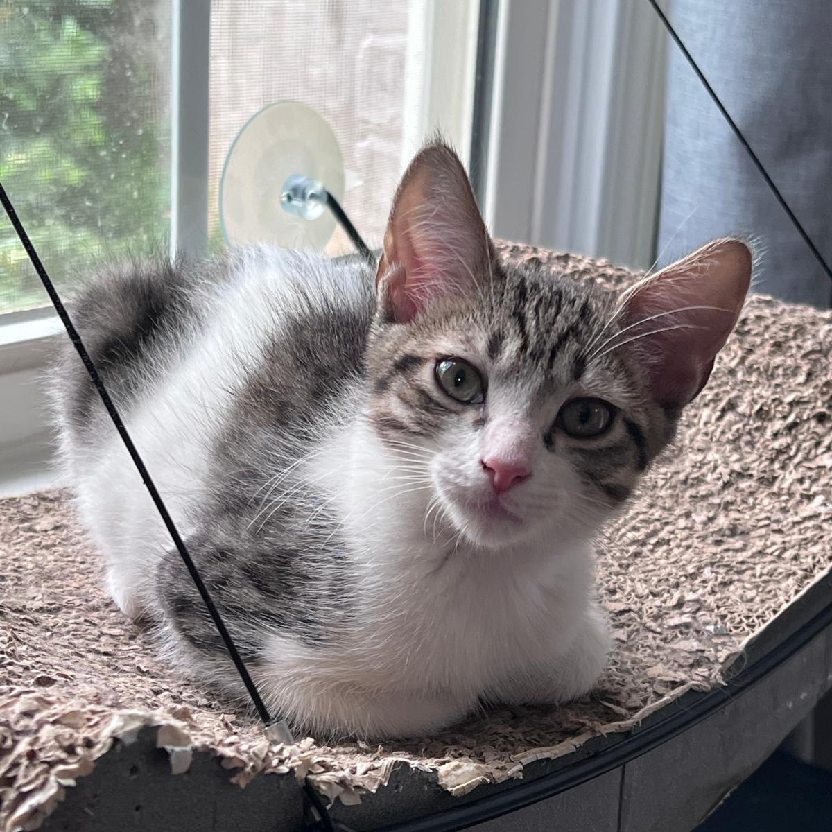 Enlarge Elias (bonded with Flynn), a Adoptable Domestic Short Hair in Atlanta, GA image 4/6