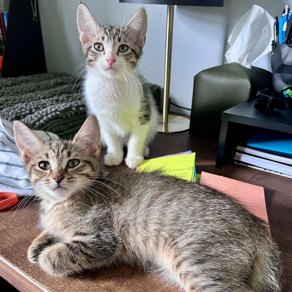 Enlarge Elias (bonded with Flynn), a Adoptable Domestic Short Hair in Atlanta, GA image 5/6