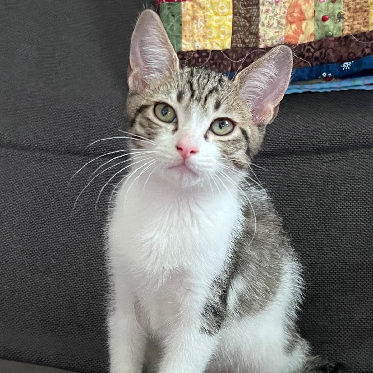 Enlarge Elias (bonded with Flynn), a Adoptable Domestic Short Hair in Atlanta, GA image 1/6