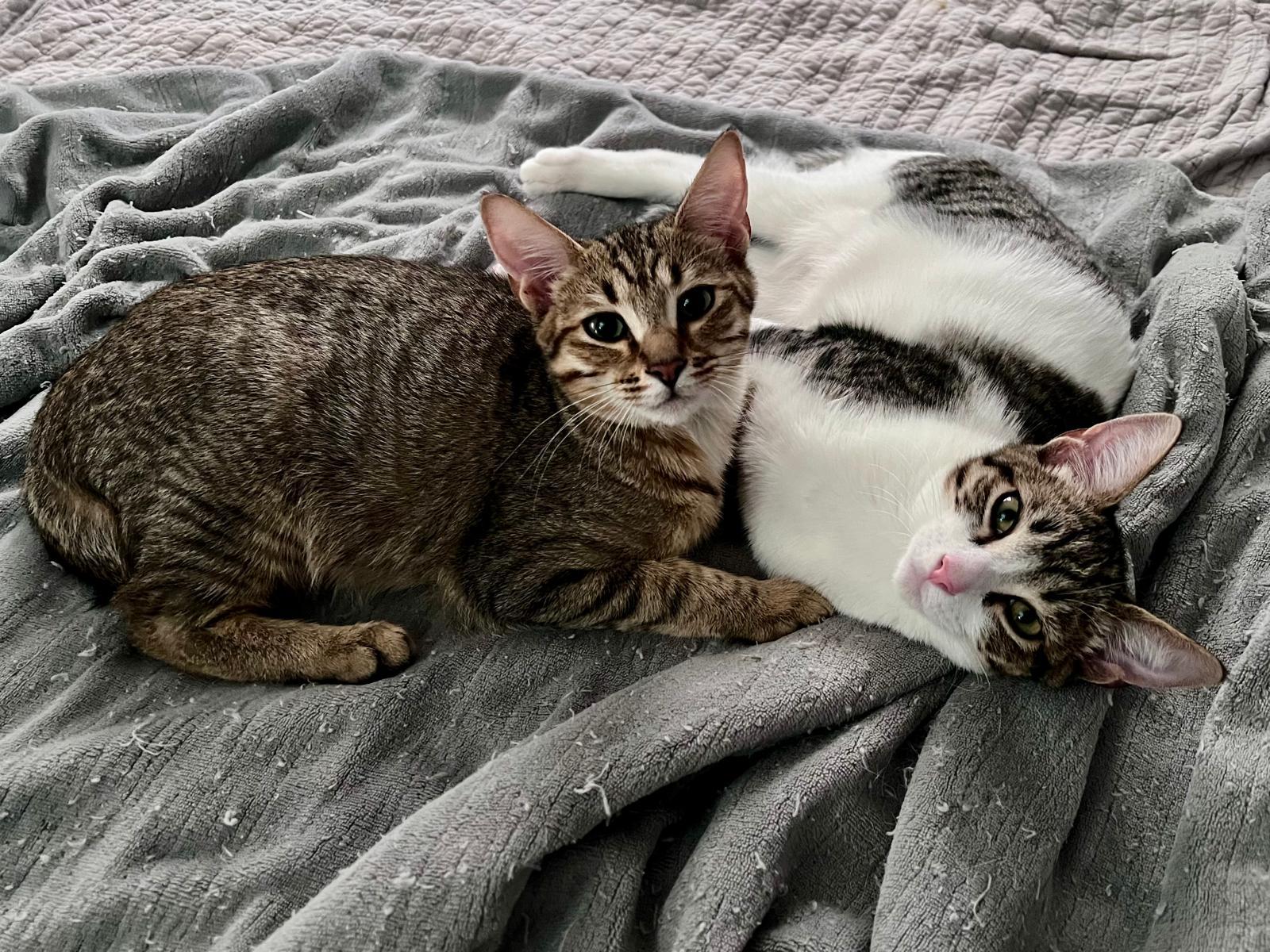 Enlarge Elias (bonded with Flynn), a Adoptable Domestic Short Hair in Atlanta, GA image 3/6