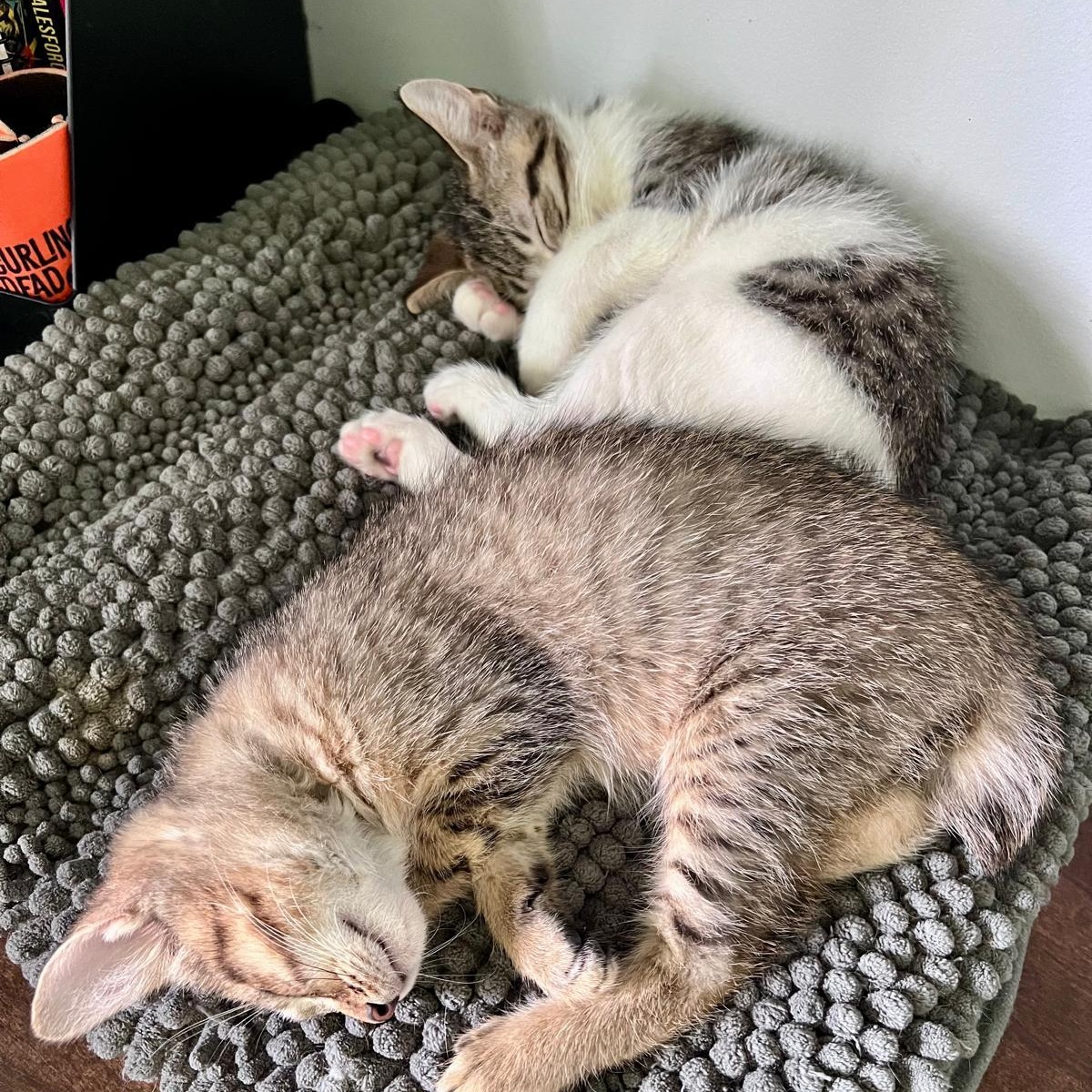 Enlarge Elias (bonded with Flynn), a Adoptable Domestic Short Hair in Atlanta, GA image 6/6