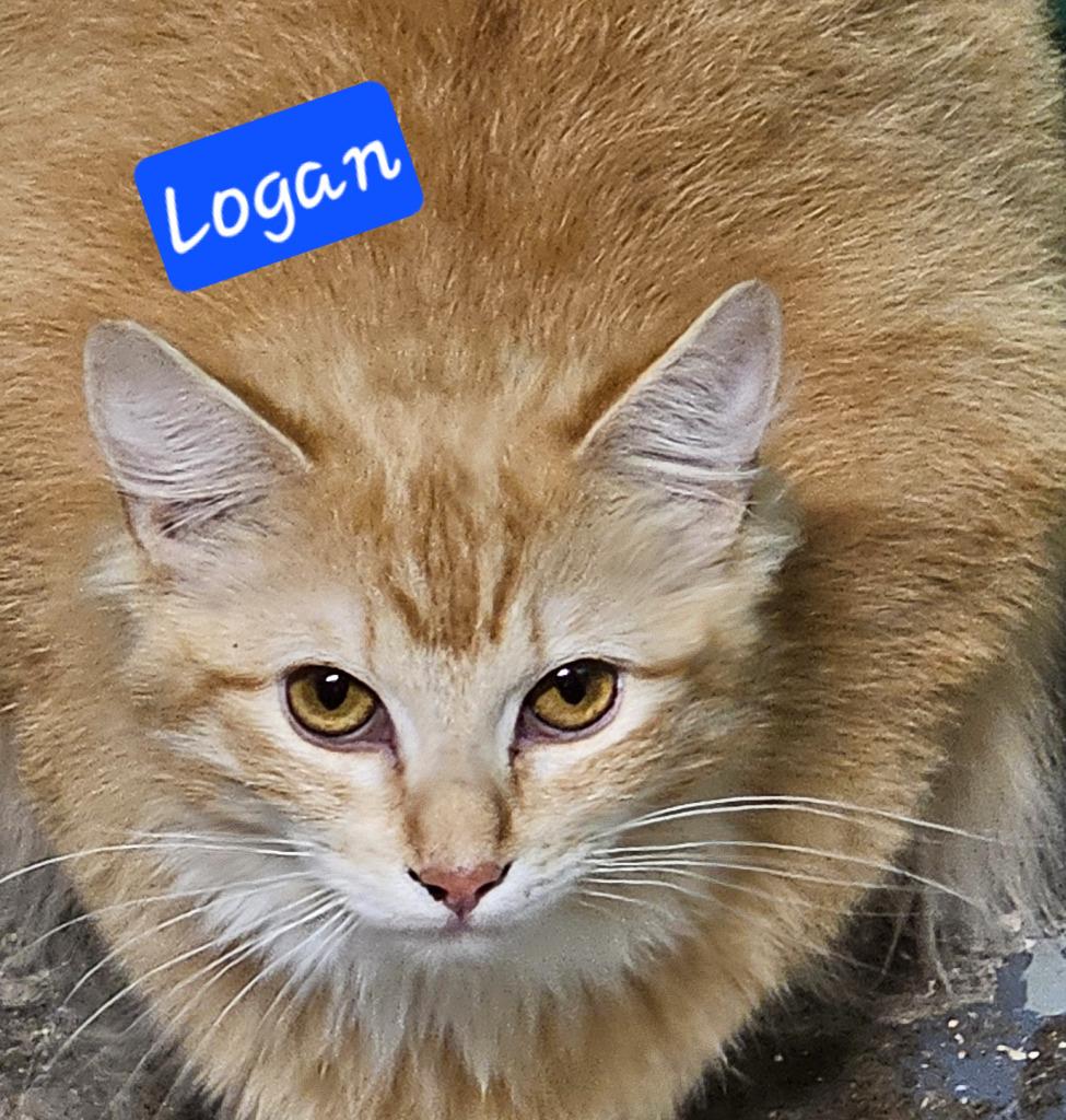 Enlarge Logan, an adopted Domestic Short Hair in The Dalles, OR image 1/1