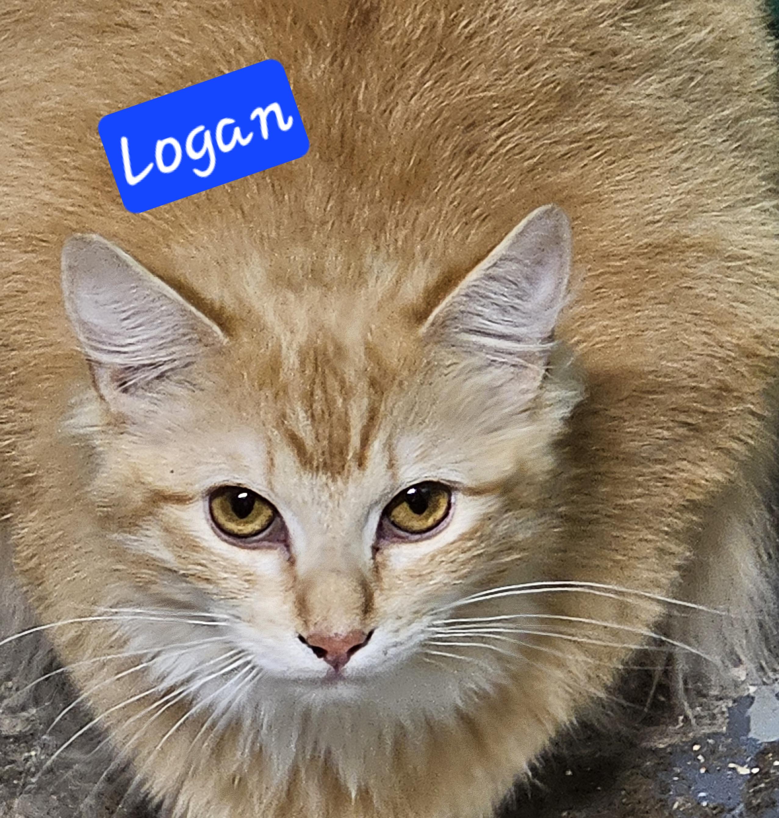 Logan, an adoptable Domestic Short Hair in The Dalles, OR, 97058 | Photo Image 1
