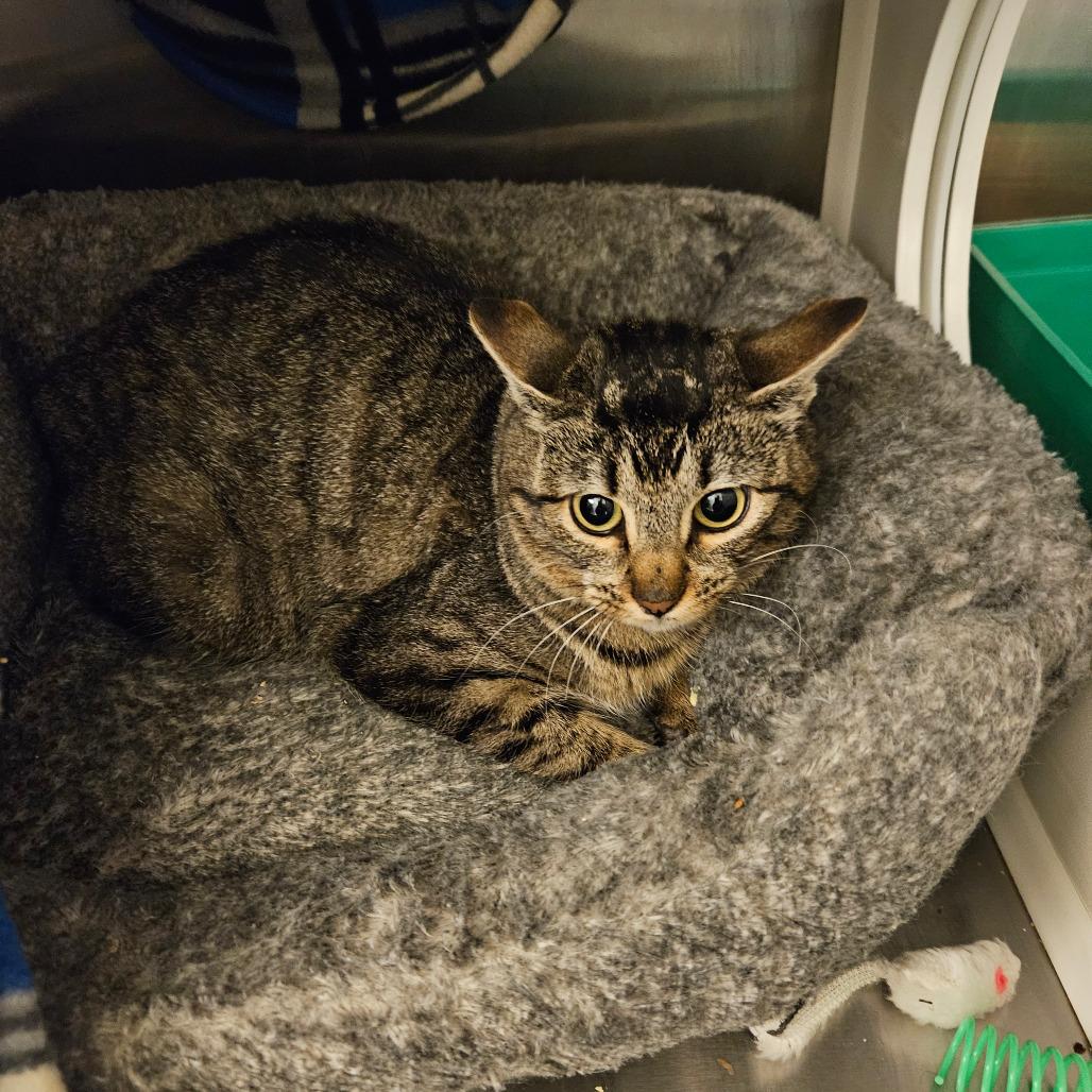 Berry, Adoptable, Adult Female Domestic Short Hair.