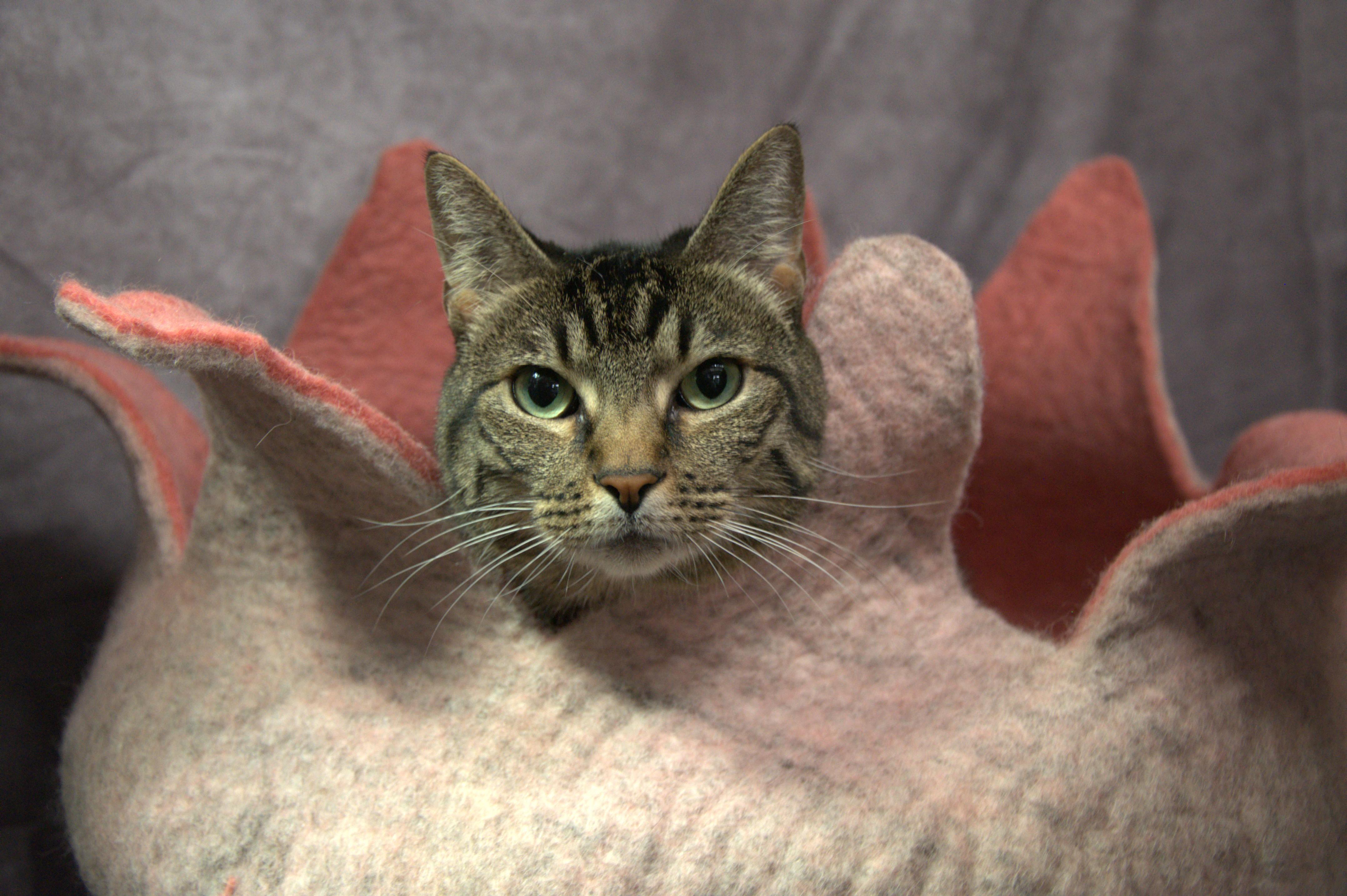 Dayes - Kuykendahl/99 Petsmart, a Adoptable Tabby in Spring, TX image 1/2