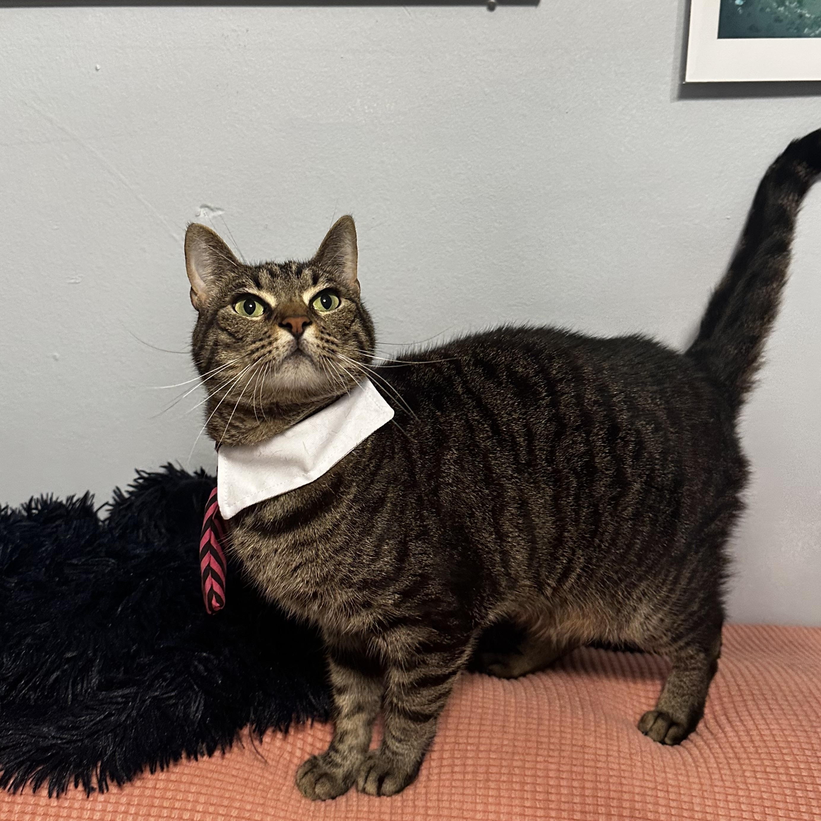Dayes - Kuykendahl/99 Petsmart, a Adoptable Tabby in Spring, TX image 3/4